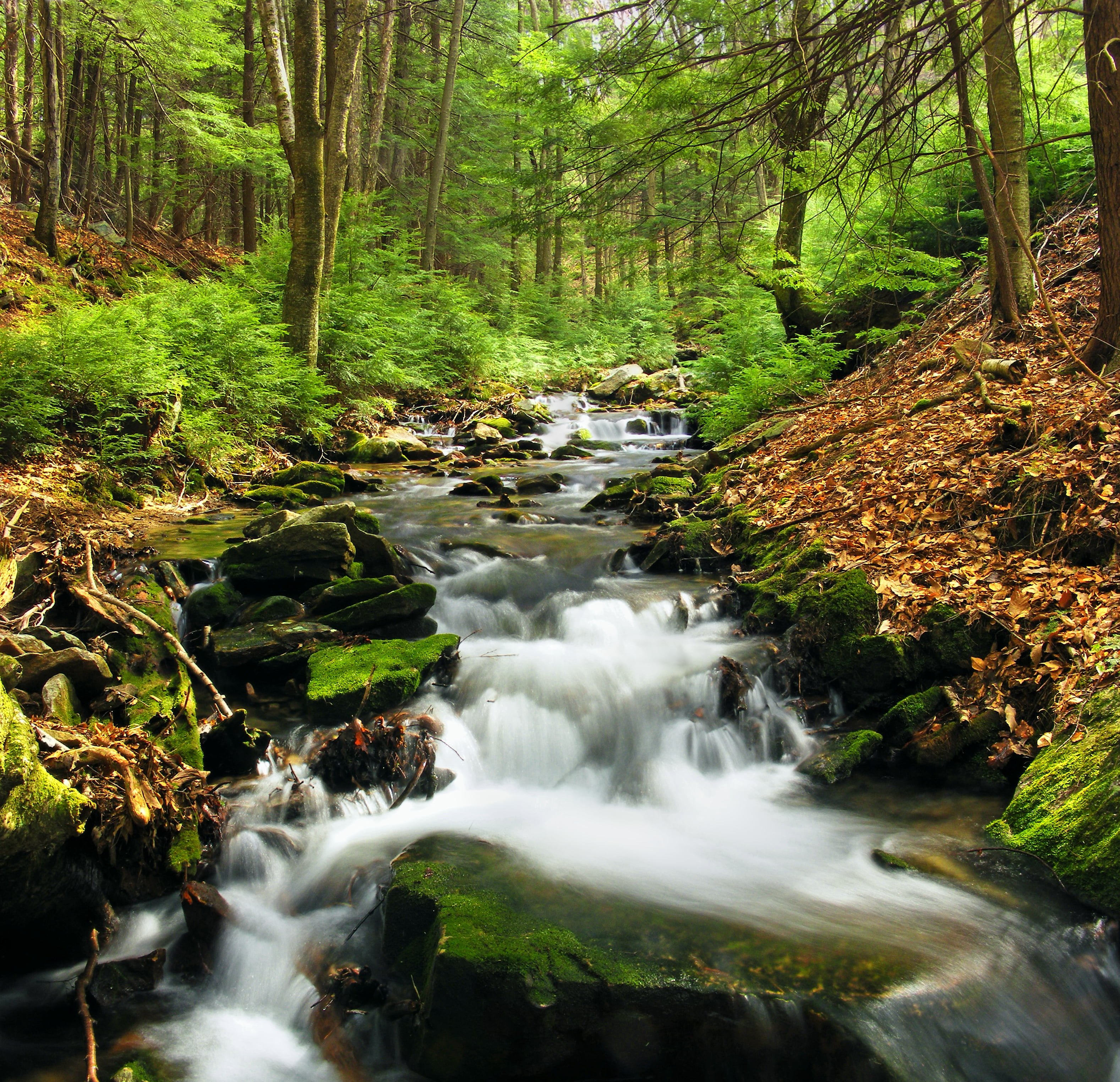 river, eastern hemlocks, cascades, Run, Natural Area, stream, outdoors, Tsuga canadensis, Cameron County, spring, beauty In Nature, freshness, creative commons, HD Wallpaper