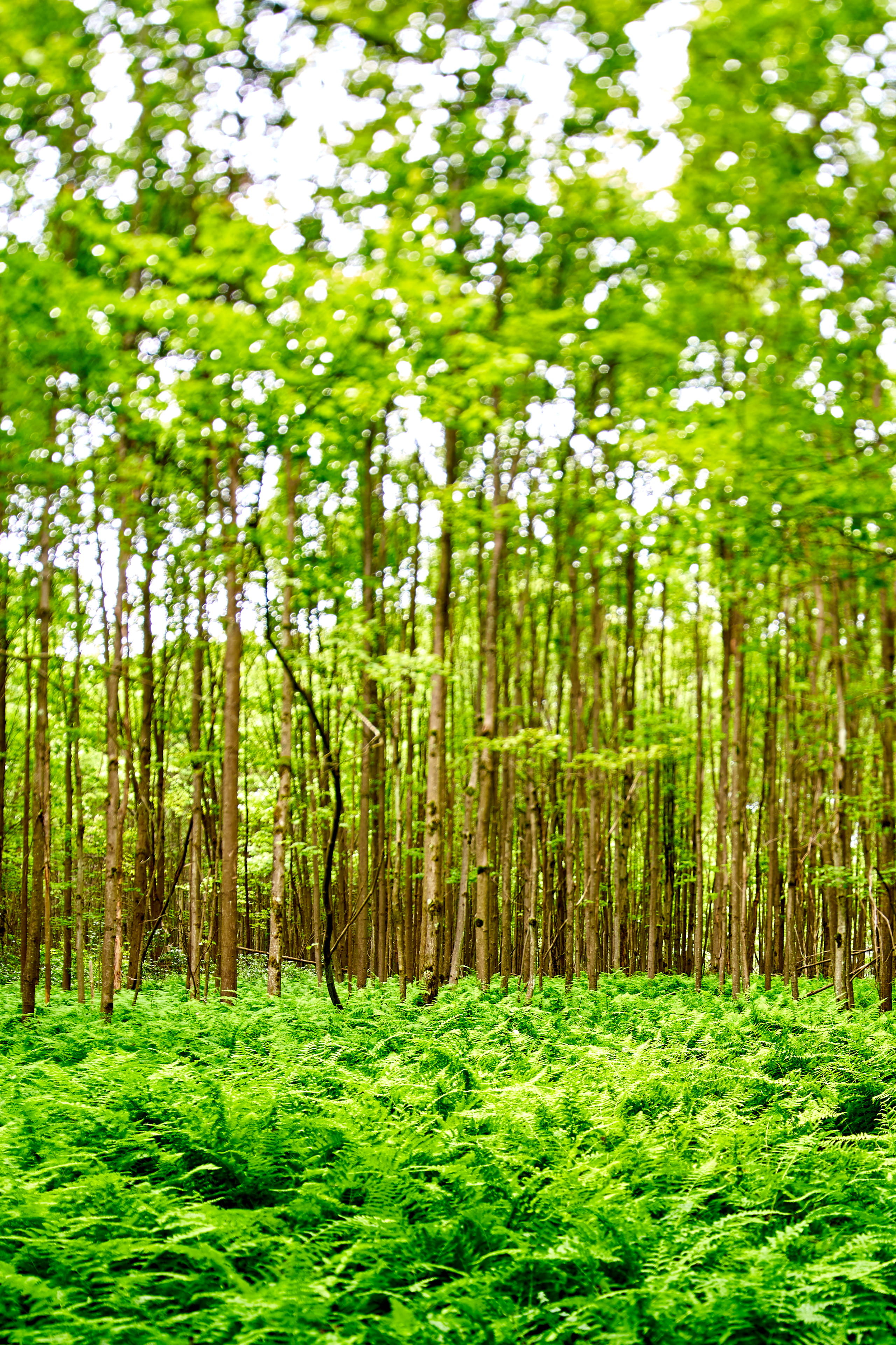 growth, 4K, foliage, land, rainforest, lush foliage, environment, bamboo - plant, tranquility, shift, plant, outdoors, day, nature, forest, tranquil scene, Phone HD Wallpaper