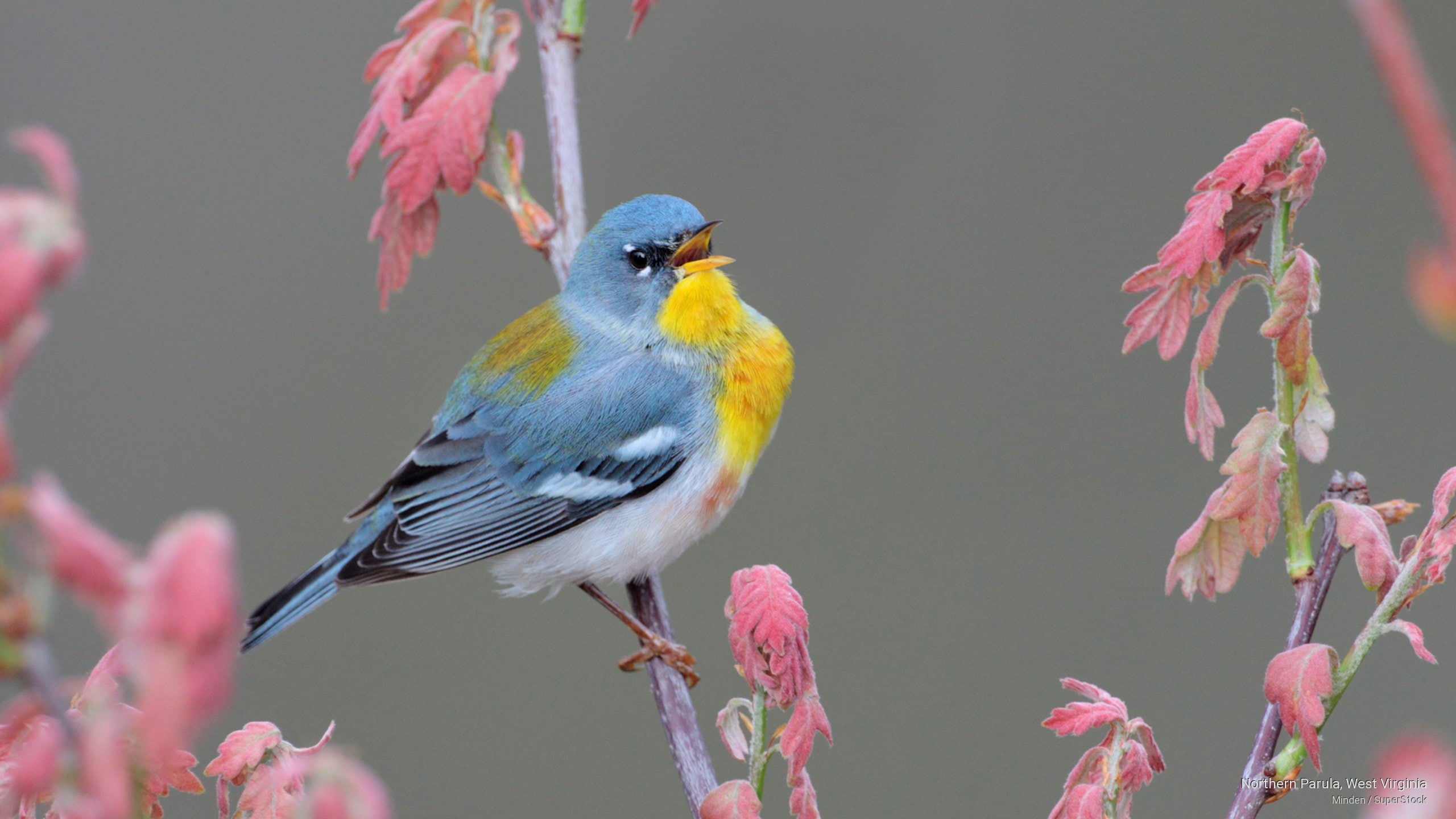 Birds, west, 2K, parula, northern, virginia, HD Wallpaper