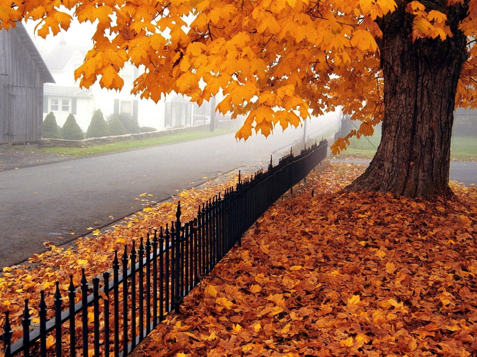 720P, forest, red, fall, park, rural Scene, october, maple leaf, tree, november, beauty In Nature, footpath, change, autumn collection, yellow, gold Colored, HD Wallpaper