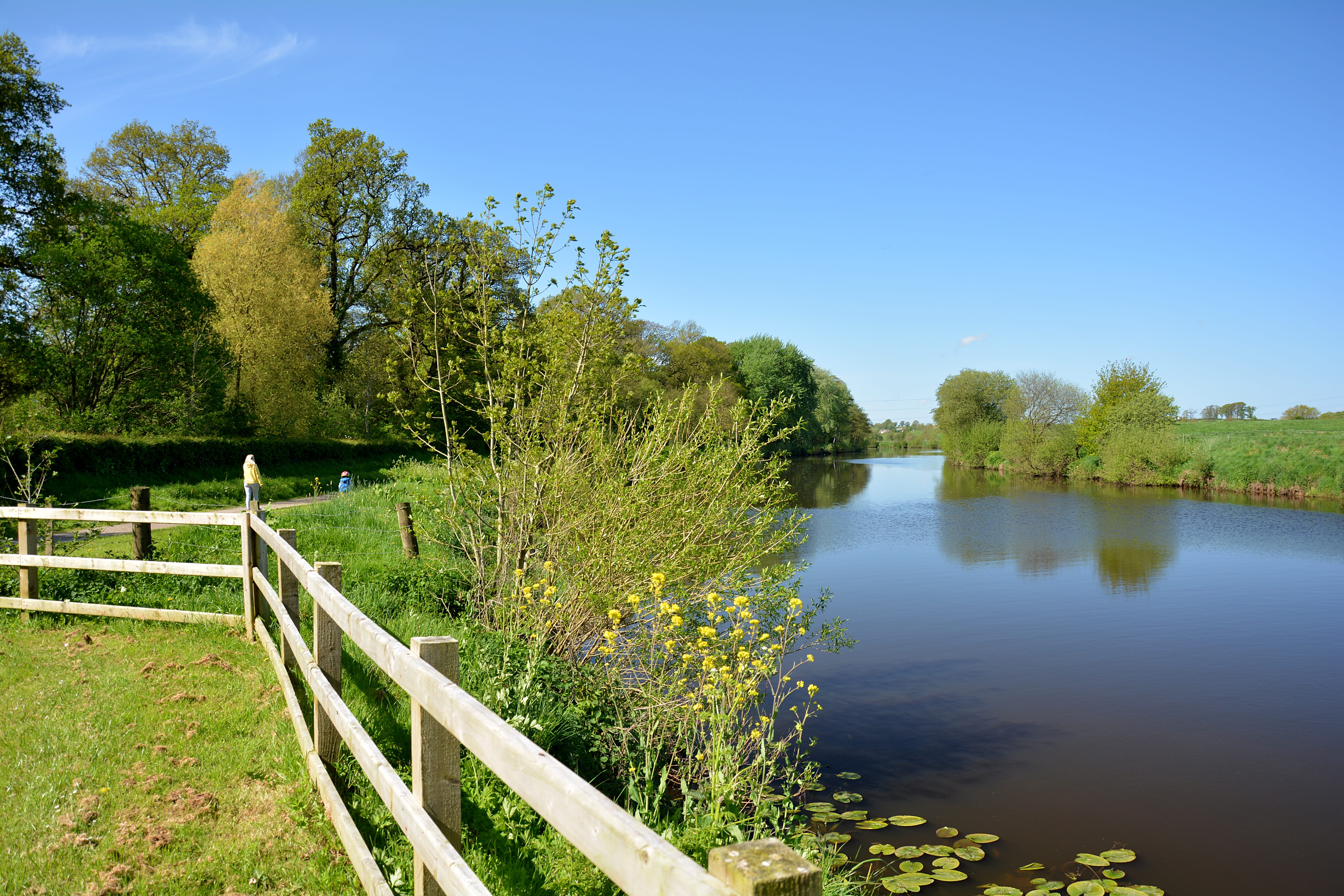 tree, river, green color, park, countryside, sky, growth, irish, landscape, tranquil scene, argory, green, non-urban scene, plant, ireland, no people, path, HD Wallpaper