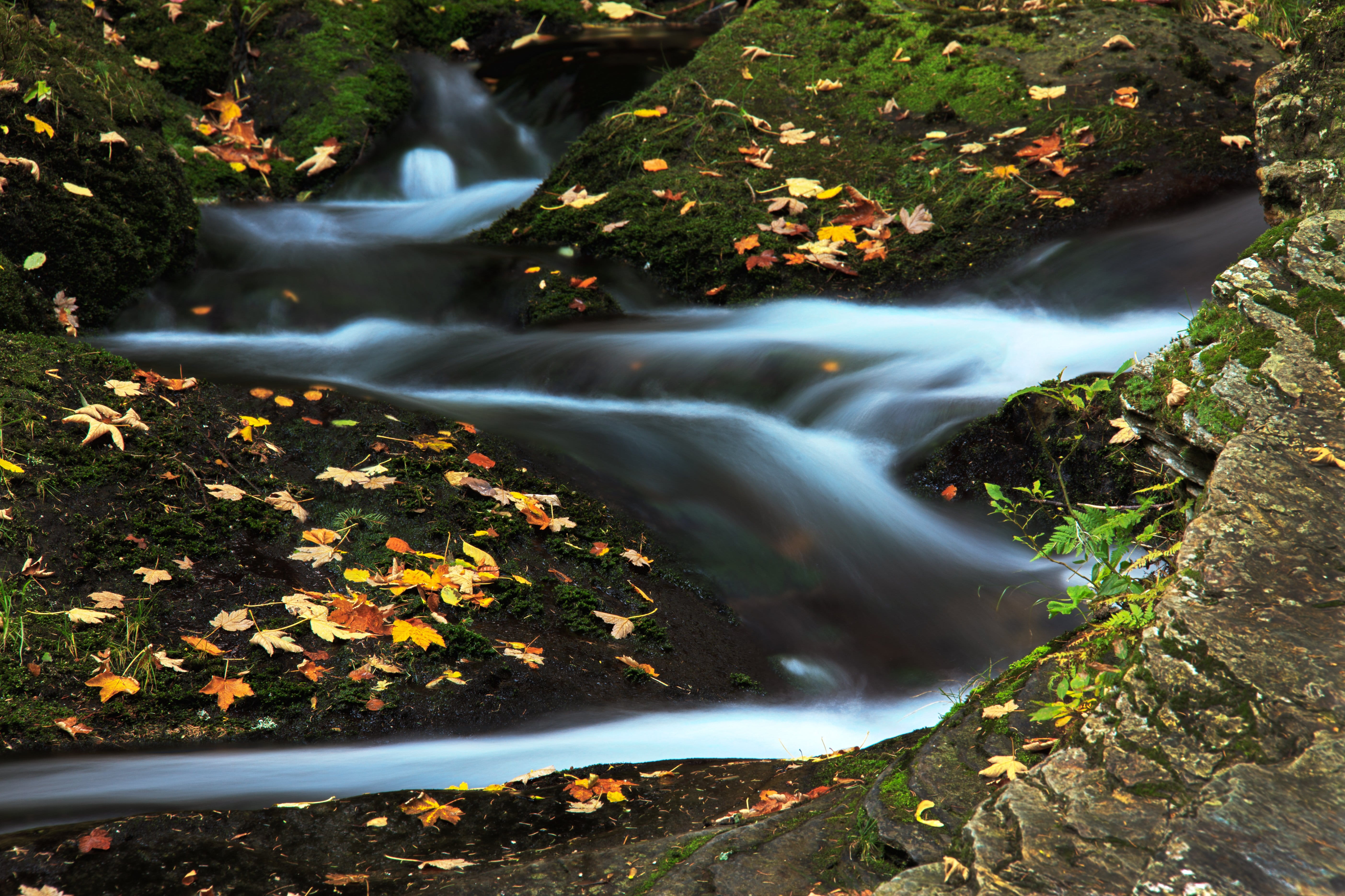 no People, outdoors, body, falling water, green Color, wet, rock, 5K, autumn, land, flowing, season, forest, body of water, plant part, leaf, stream, river, HD Wallpaper