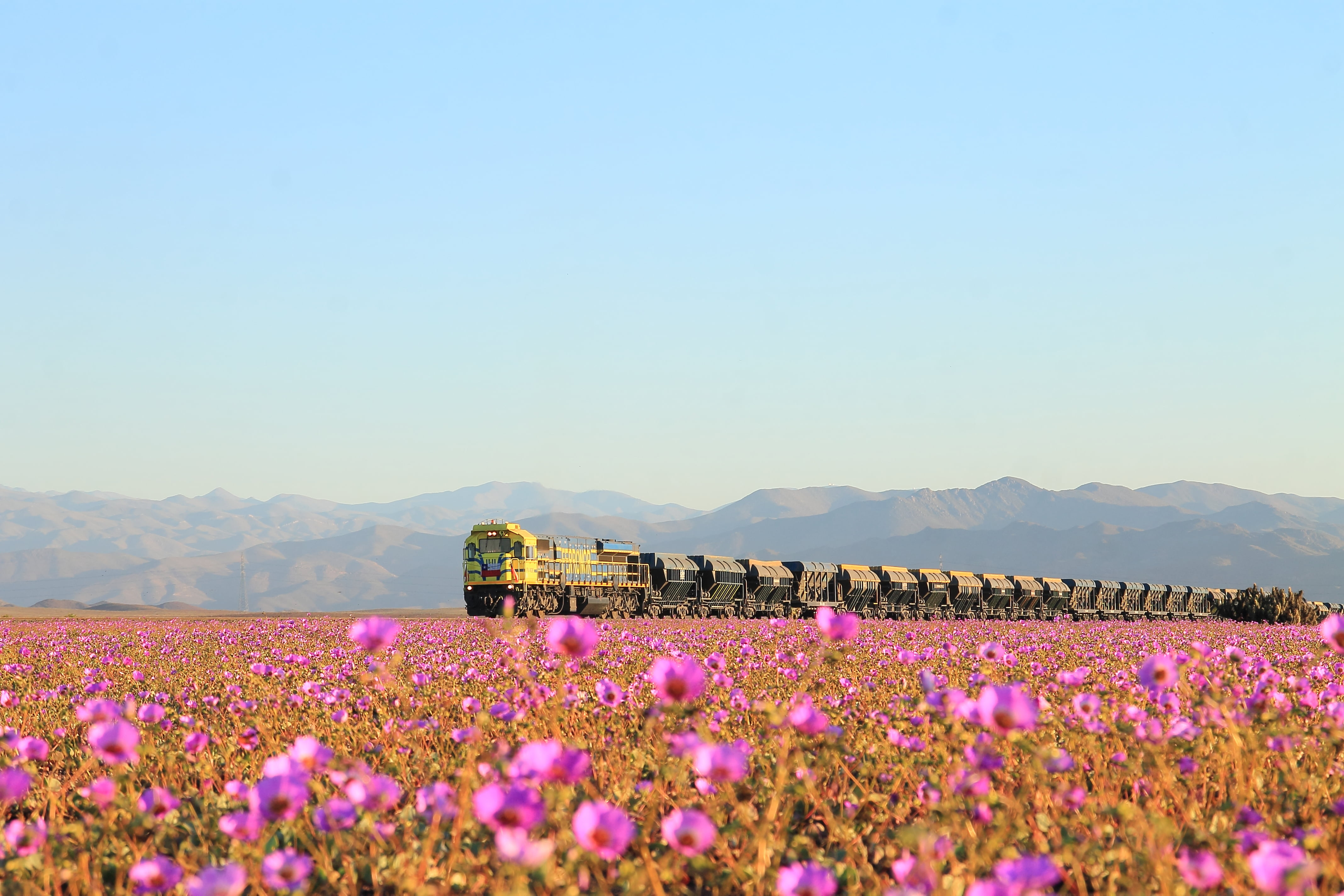 FERRONOR, pink, landscape, calm, rural Scene, hill, mountain, nature, purple, plant, en, outdoors, de colores, sky, flowers, agriculture, Explosion, flower, HD Wallpaper