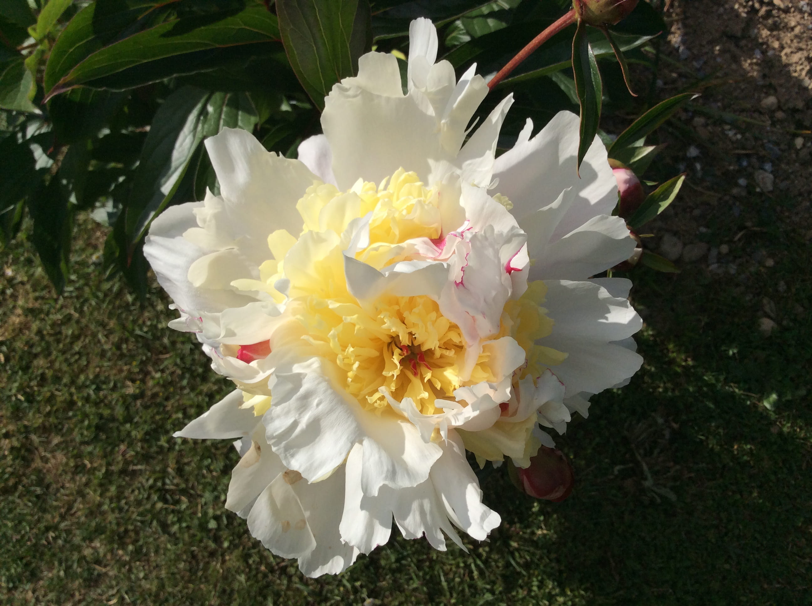 white, heart, pollen, beauty in nature, plant, shadow, close-up, green, flower, light, scrunched, peony, flowering plant, growth, land, freshness, wedding dress, HD Wallpaper