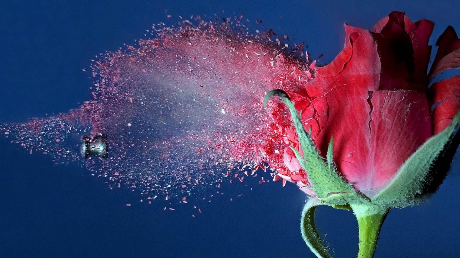 flowers, flower, studio shot, beauty in nature, pink color, close-up, flower head, 1080P, nature, blue, petal, growth, no people, fragility, exploding, HD Wallpaper