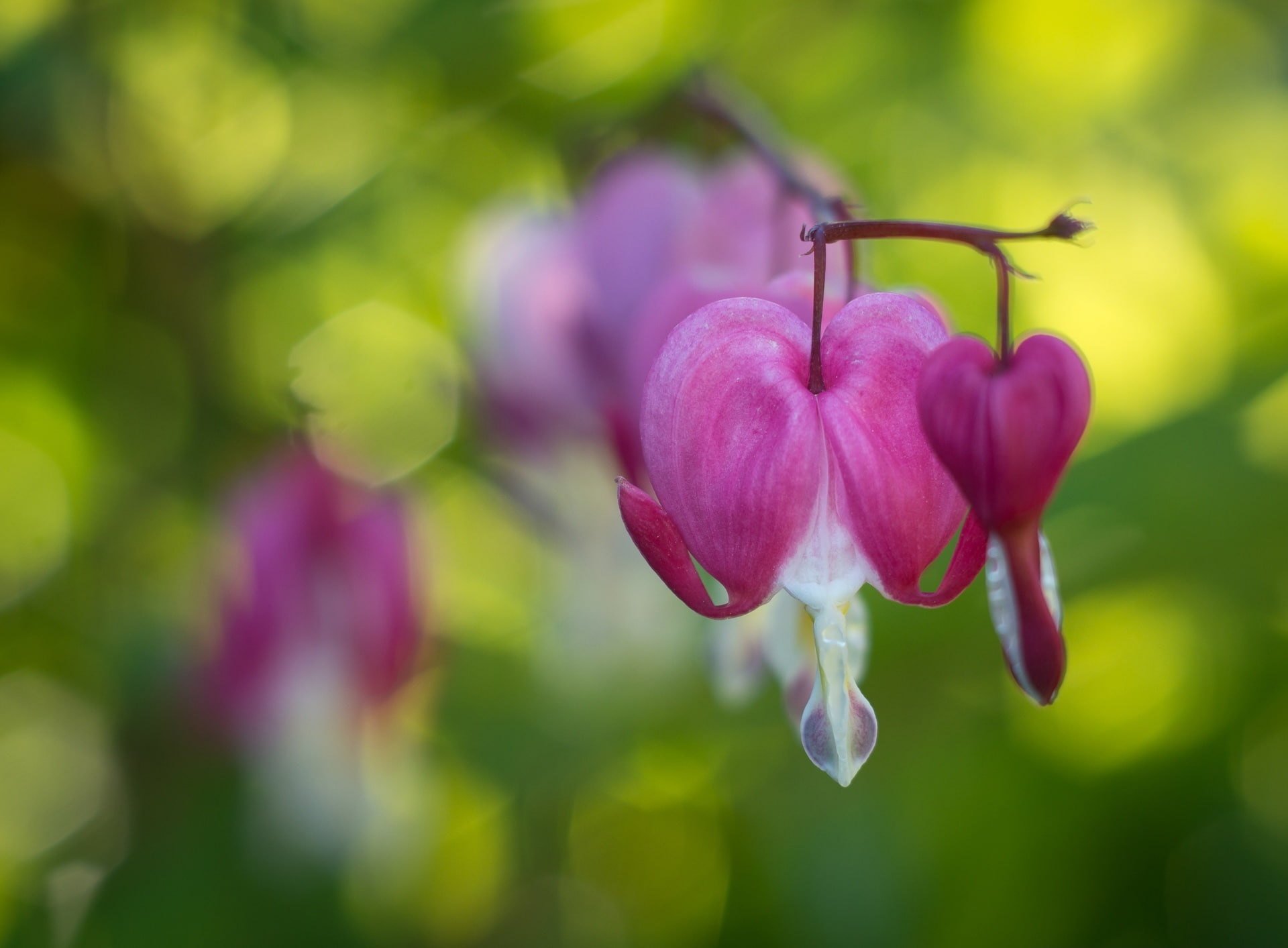 Aero, fragility, bleeding, flowering plant, unfocused, beauty in nature, pink color, flower head, inflorescence, focus on foreground, purple, day, petal, HD Wallpaper