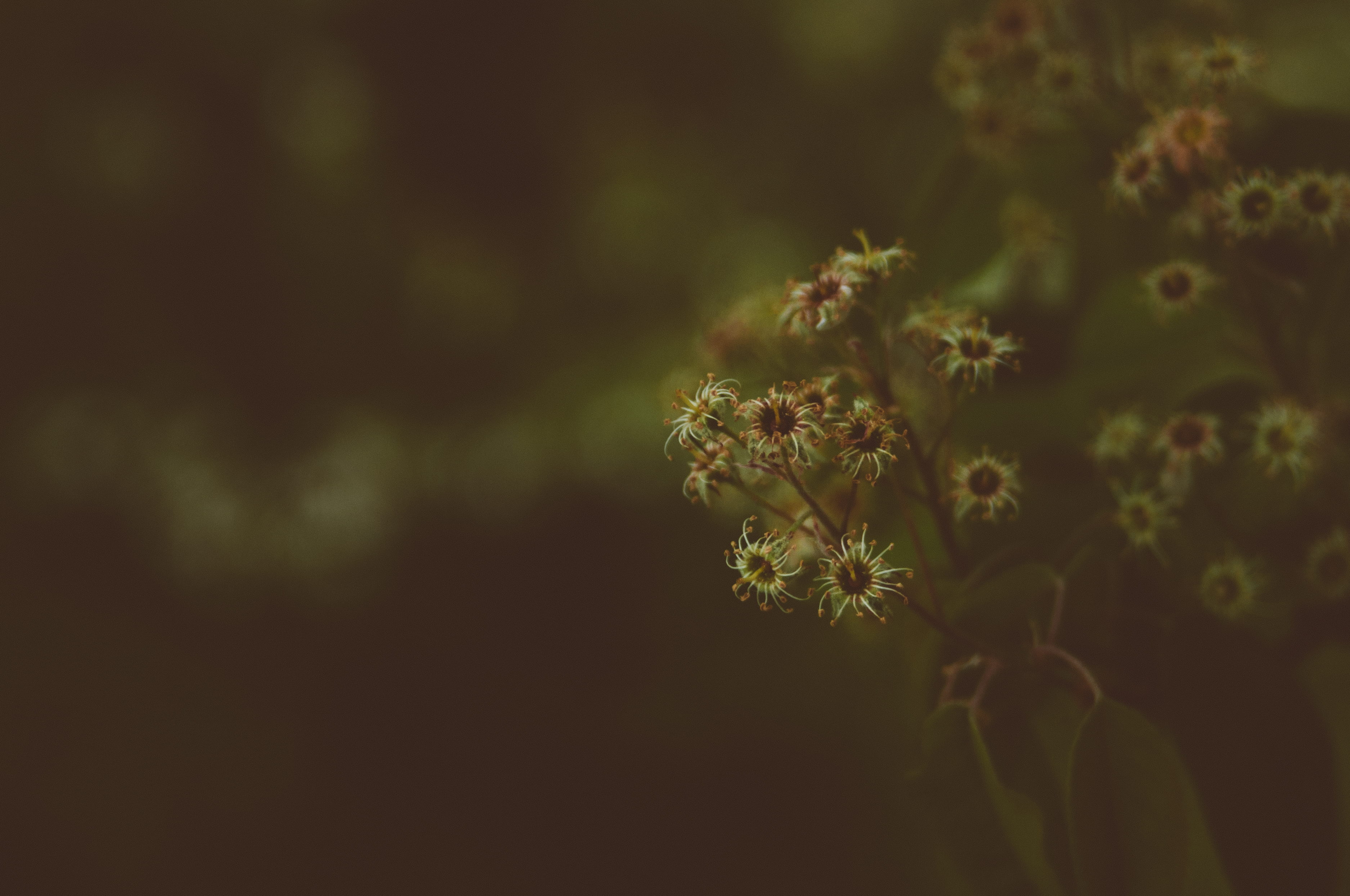 sad, outdoors, land, outside, growth, brown, fragility, plant, freshness, beauty, specimen holder, people, leaf, blur, leafe, environment, focus, unfocused, HD Wallpaper