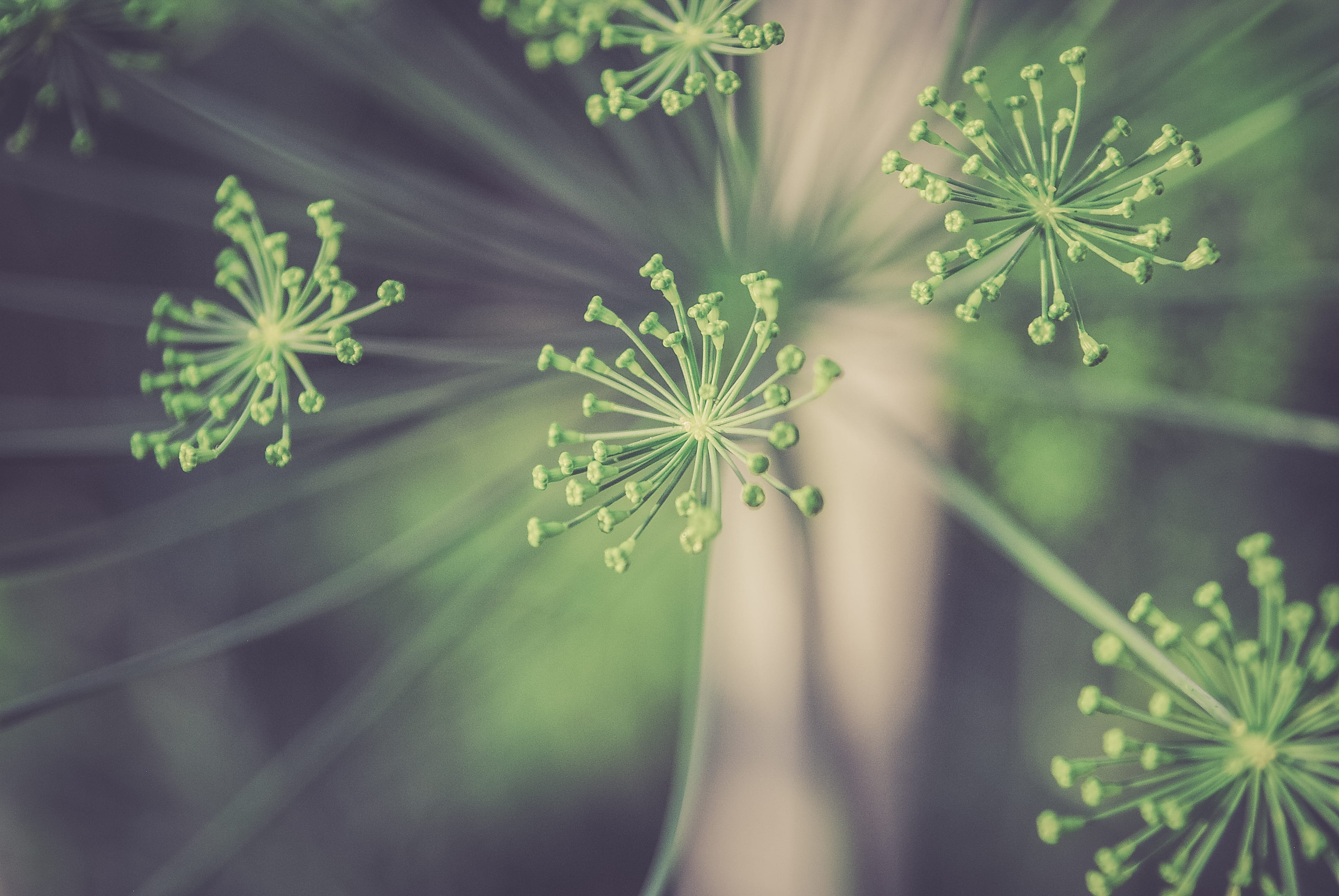 plant, outdoors, el prat de llobregat, spain, freshness, moments, plants, herbal medicine, selective focus, fragility, day, atmosphere, unfocused, healthcare and medicine, HD Wallpaper