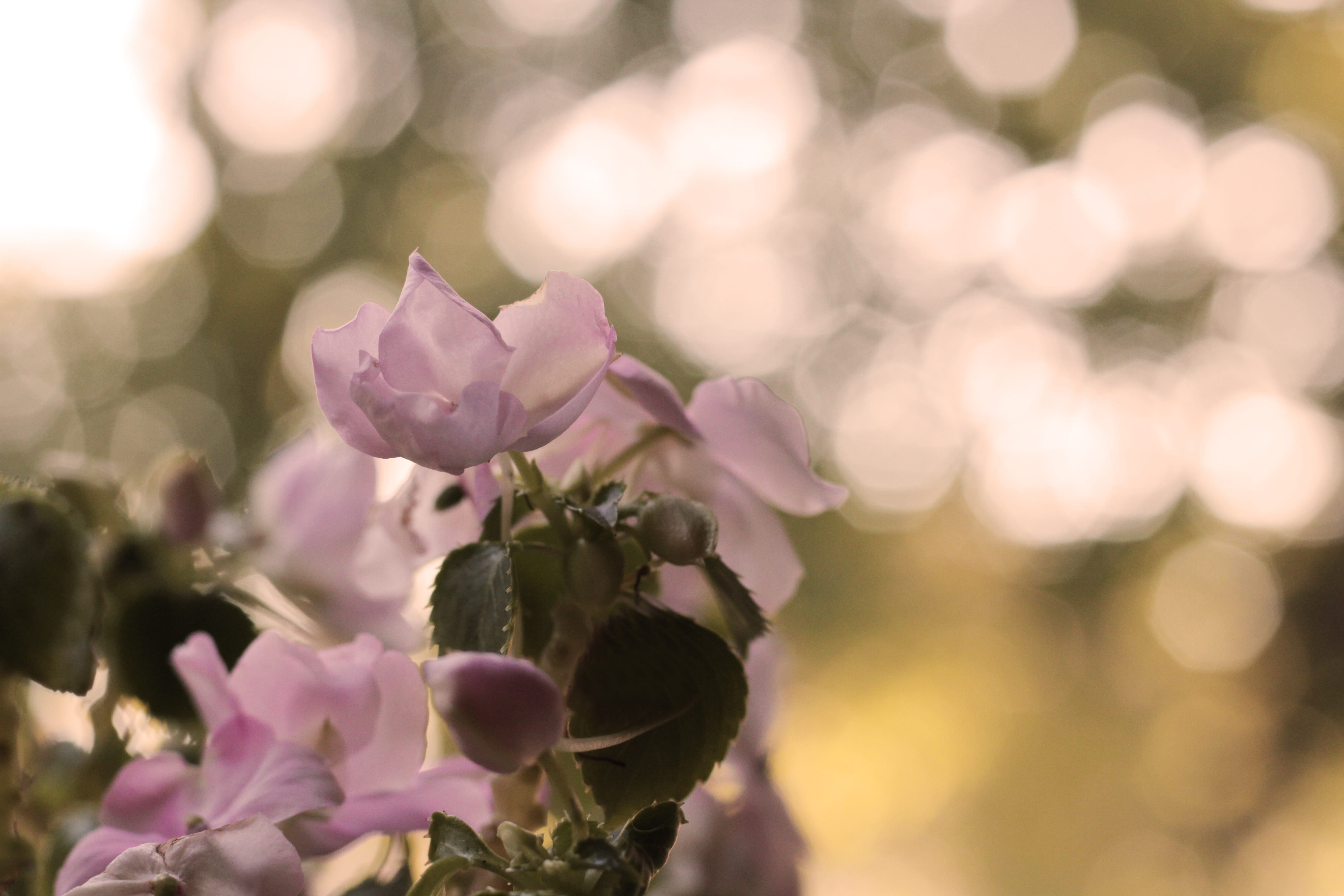 pink color, petal, bokeh, hilliard, cherry blossom, growth, inflorescence, freshness, green, united states, 5K, springtime, plant, pink, focus on foreground, HD Wallpaper
