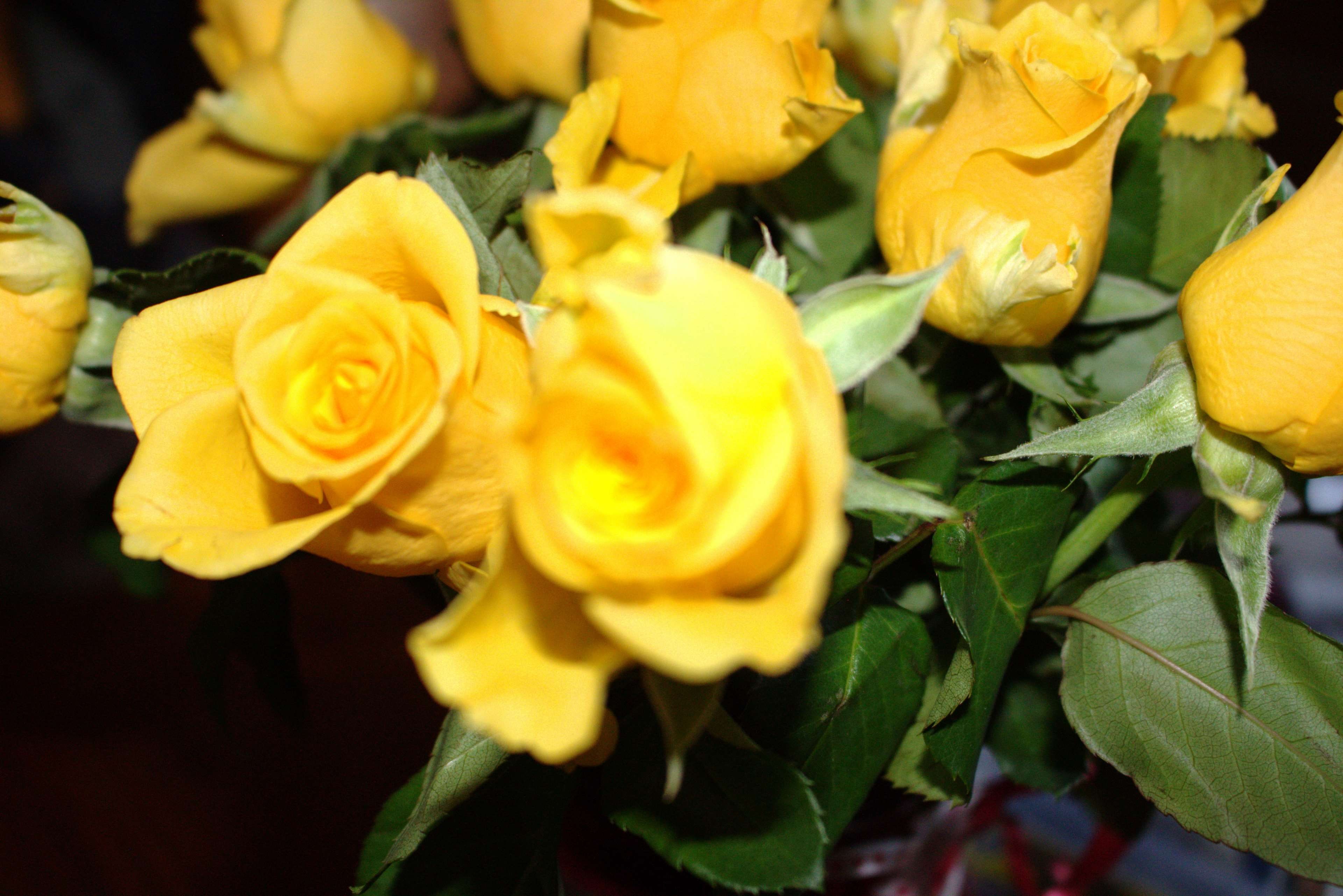 leaves, plant, fragility, 4K, focus on foreground, colourful, flower, selective focus, outdoors, roses, beauty in nature, freshness, plants, yellow flowers, HD Wallpaper