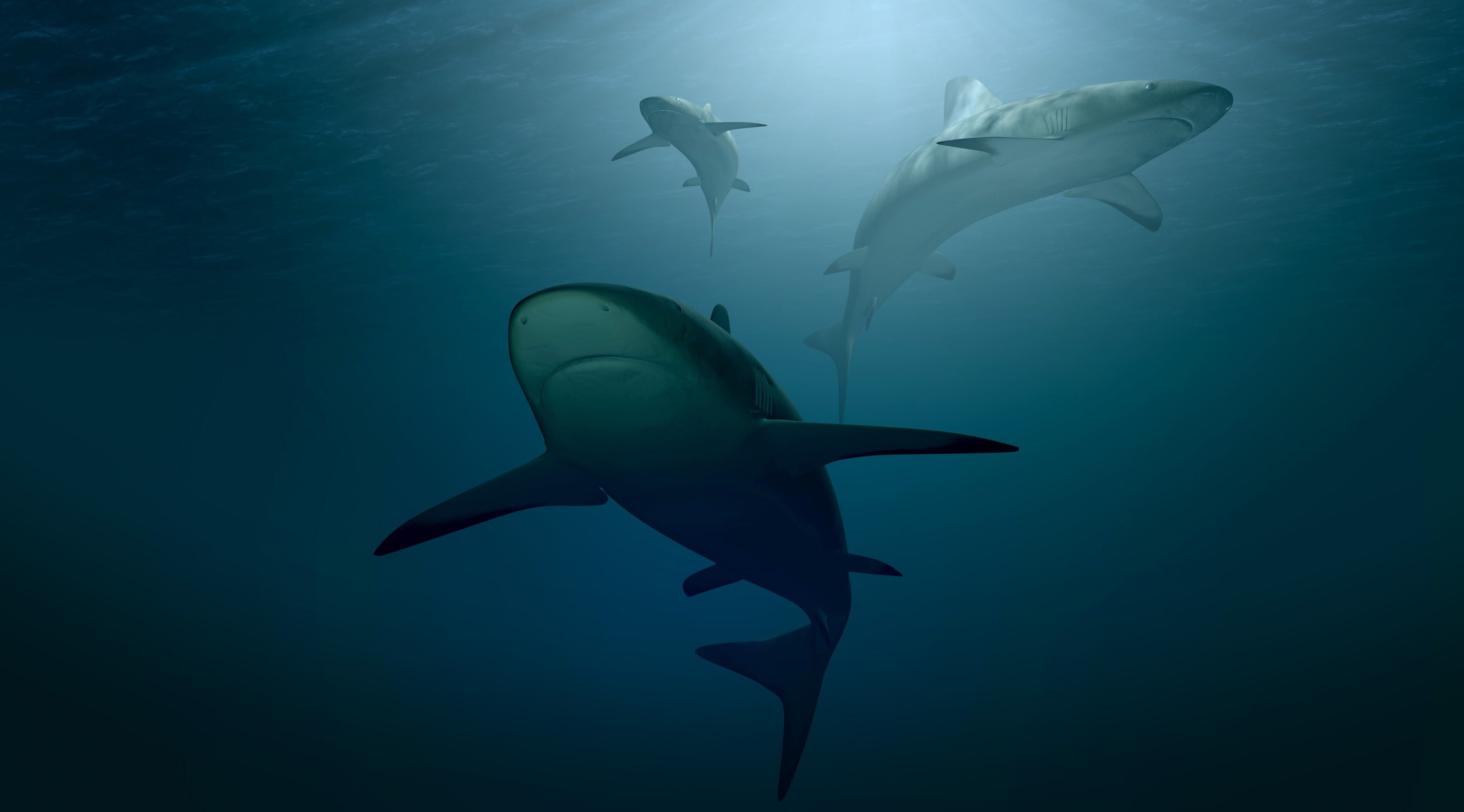 3DArt, animals in the wild, marine, swimming, 3D, animal wildlife, 2K, sea, 3Dmodel, shark, vertebrate, nature, sea life, blue, 3DComputerGraphics, no people, HD Wallpaper