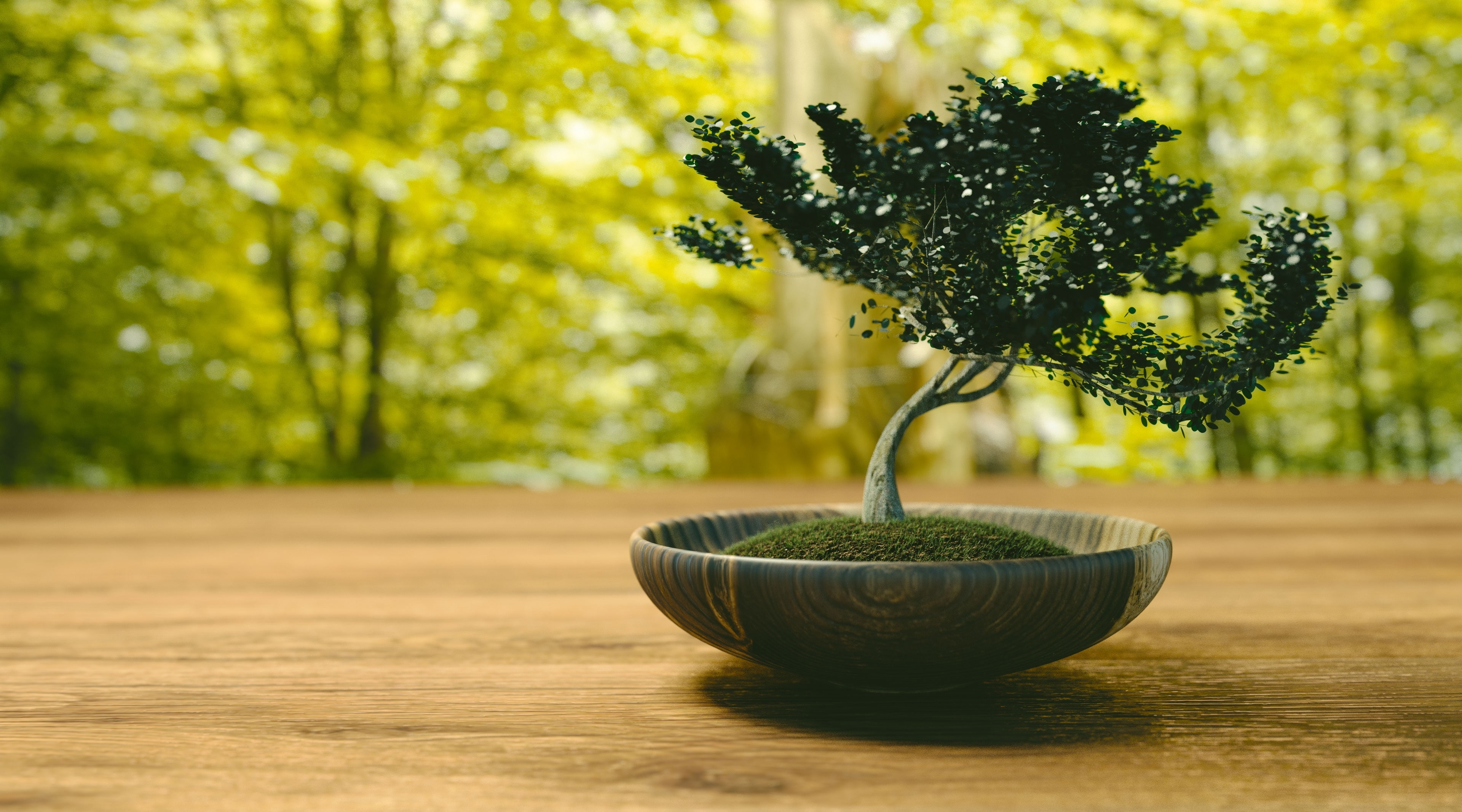 focus on foreground, growth, Artistic, beauty in nature, 4K, Bonsai, wood - material, plant, day, no people, table, GraphicArts, potted plant, houseplant, HD Wallpaper