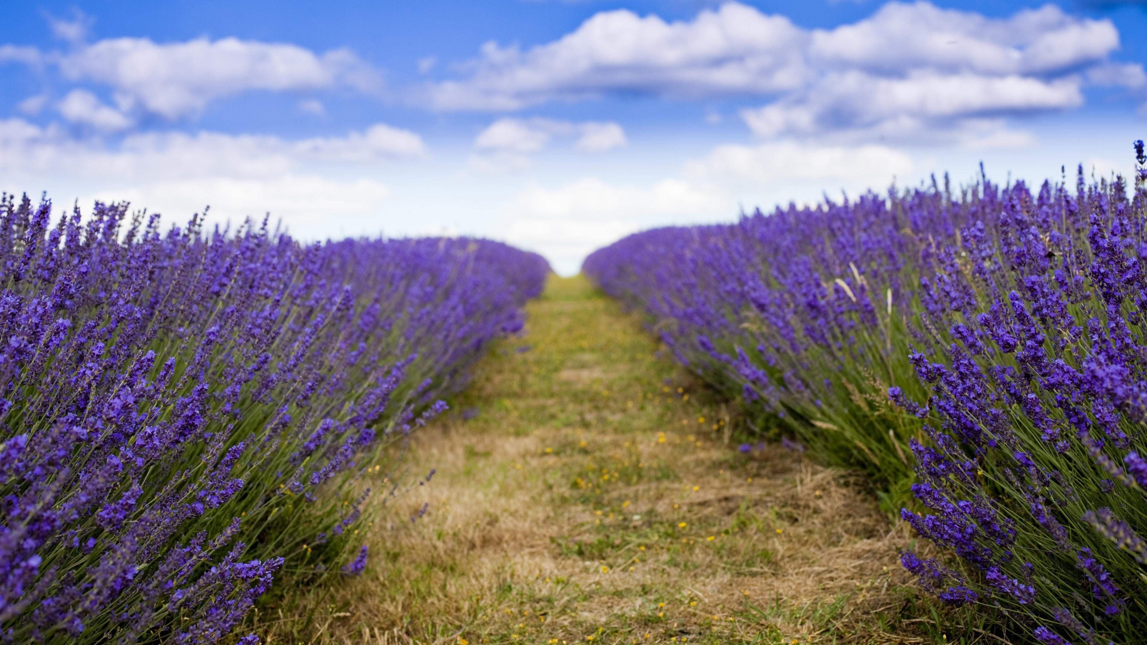 lavender colored, lavender, land, nature, flowering plant, outdoors, landscape, field, growth, scenics - nature, long way, tranquility, agriculture, plant, HD Wallpaper