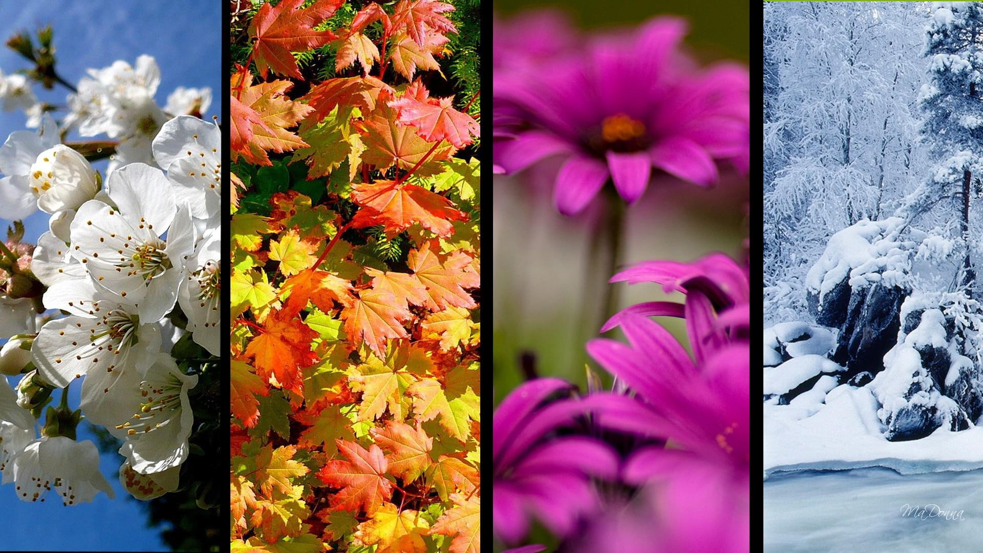 winter, fall, 3d and abstrac, windows, firefox persona, summer, bright, seasons, tiles, spring, 1080P, collage, HD Wallpaper