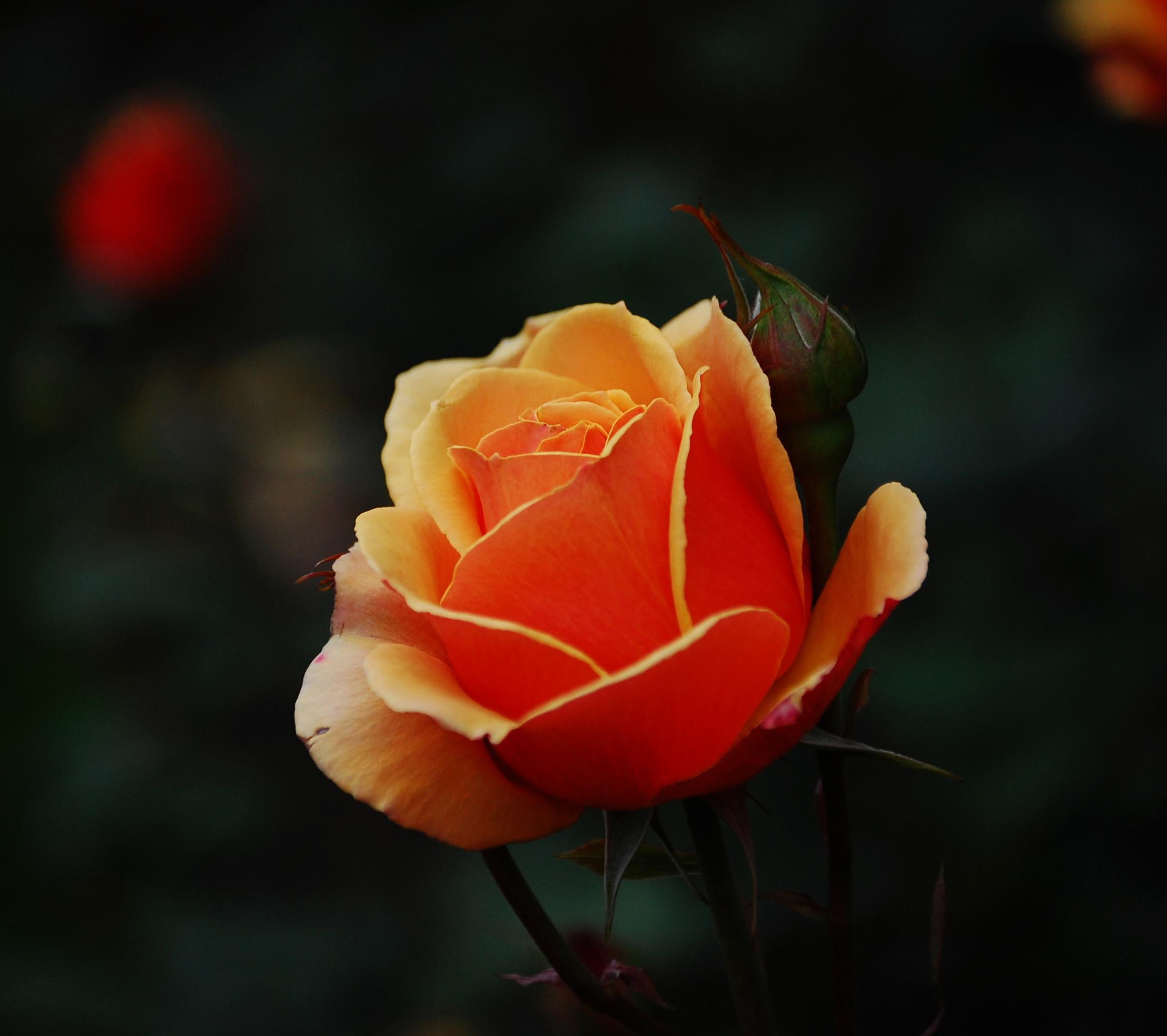 nature, 3d and abstrac, beauty, photography, beautiful, ways, jacquelinela, flower, view, 1080P, rose, orange, photo, HD Wallpaper