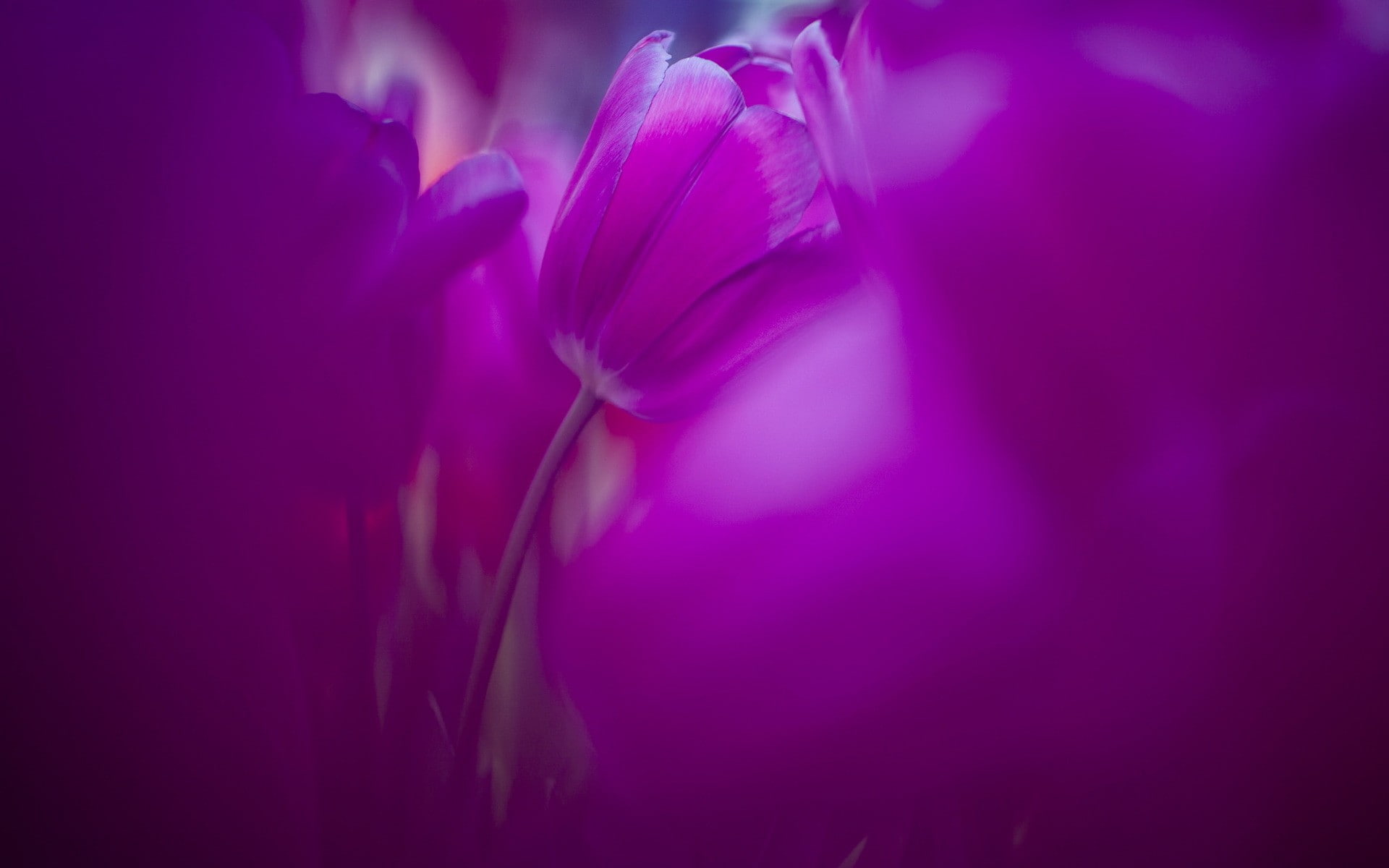 nature, flower head, pink color, no people, springtime, fragility, backgrounds, purple, magenta, softness, close-up, vibrant color, 1080P, beauty in nature, HD Wallpaper