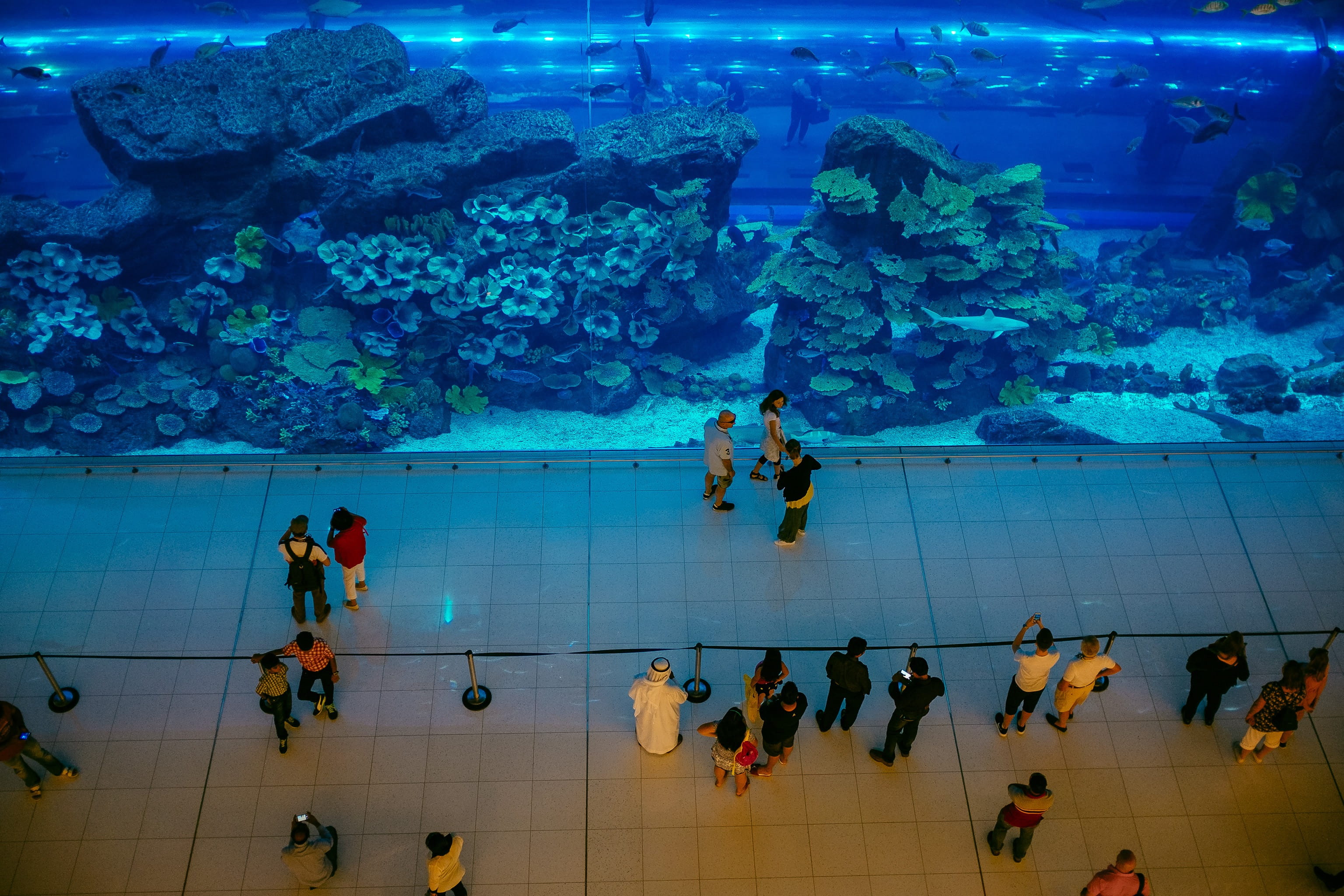 group of people, water, underwater, tank, fish, mall, animal wildlife, people, women, swimming, animals in the wild, 2K, animals in captivity, real people, HD Wallpaper