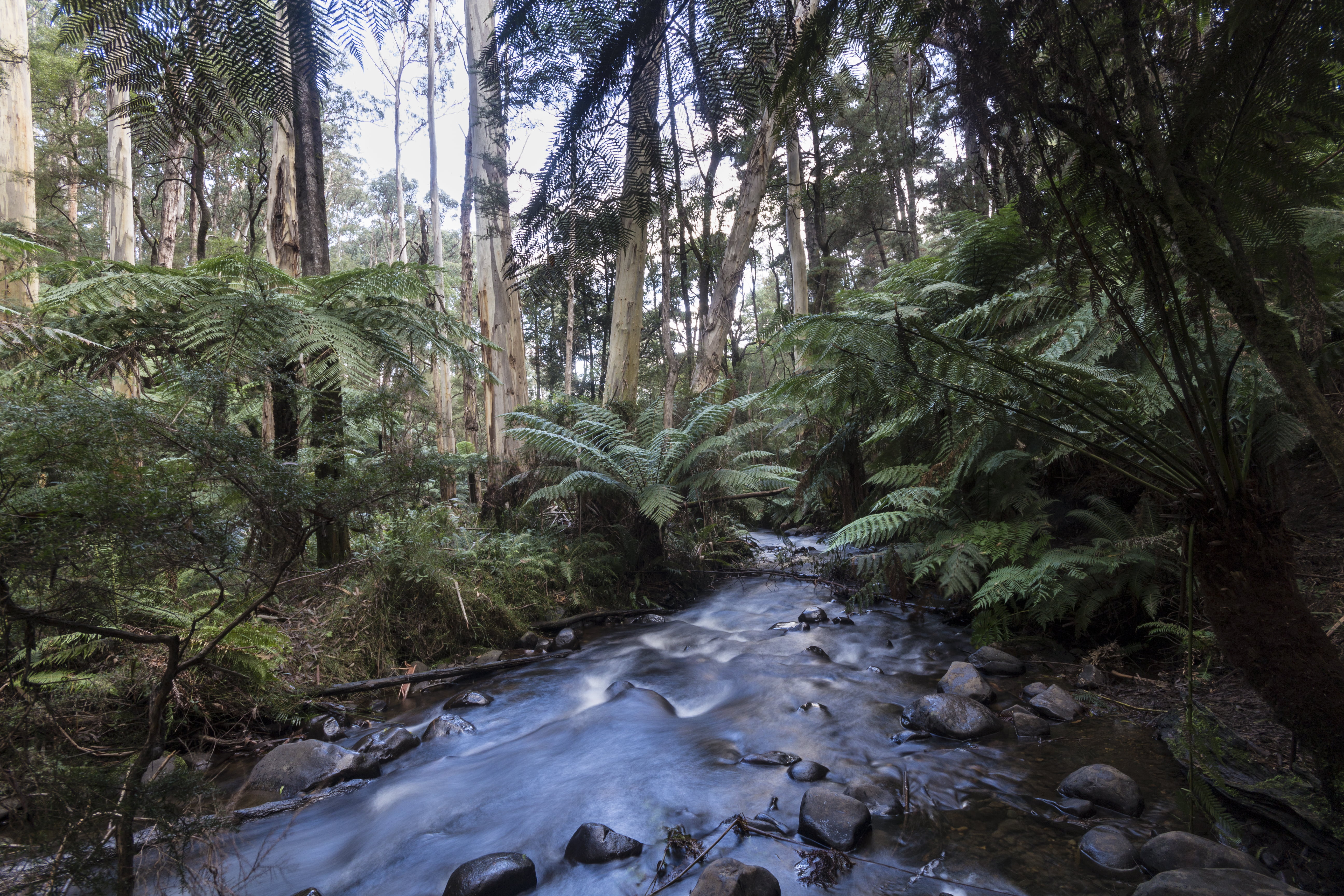 tropical Rainforest, Victoria  Australia, water, scenics, outdoors, nature, national, tree, lot, landscape, yarra, daytime, park, lake, Yarra Ranges National Park, HD Wallpaper