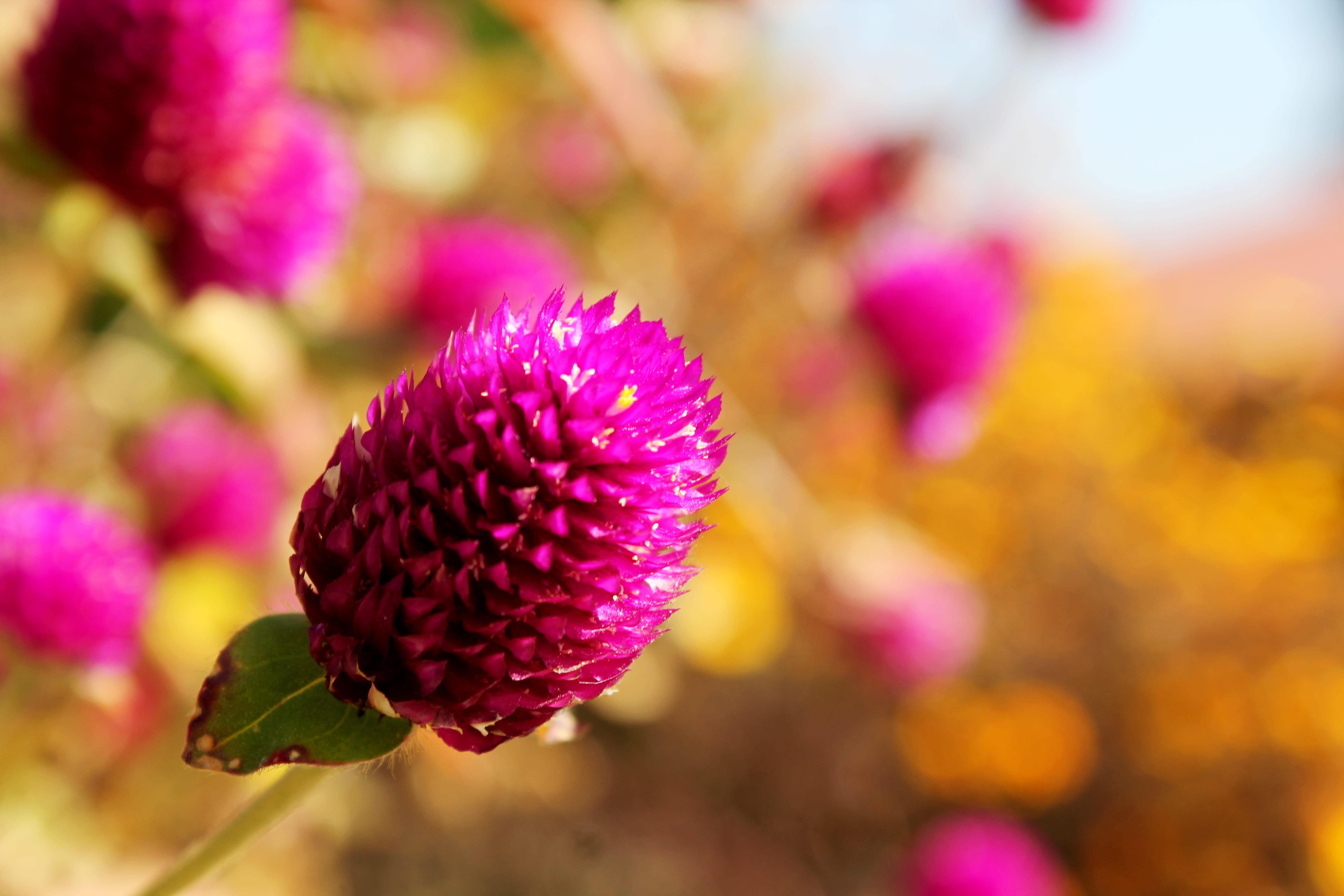 Flower, Blooming, springtime, vibrant, pink Color, focus on foreground, freshness, flowerbed, vulnerability, beauty In Nature, summer, fragility, plant, HD Wallpaper