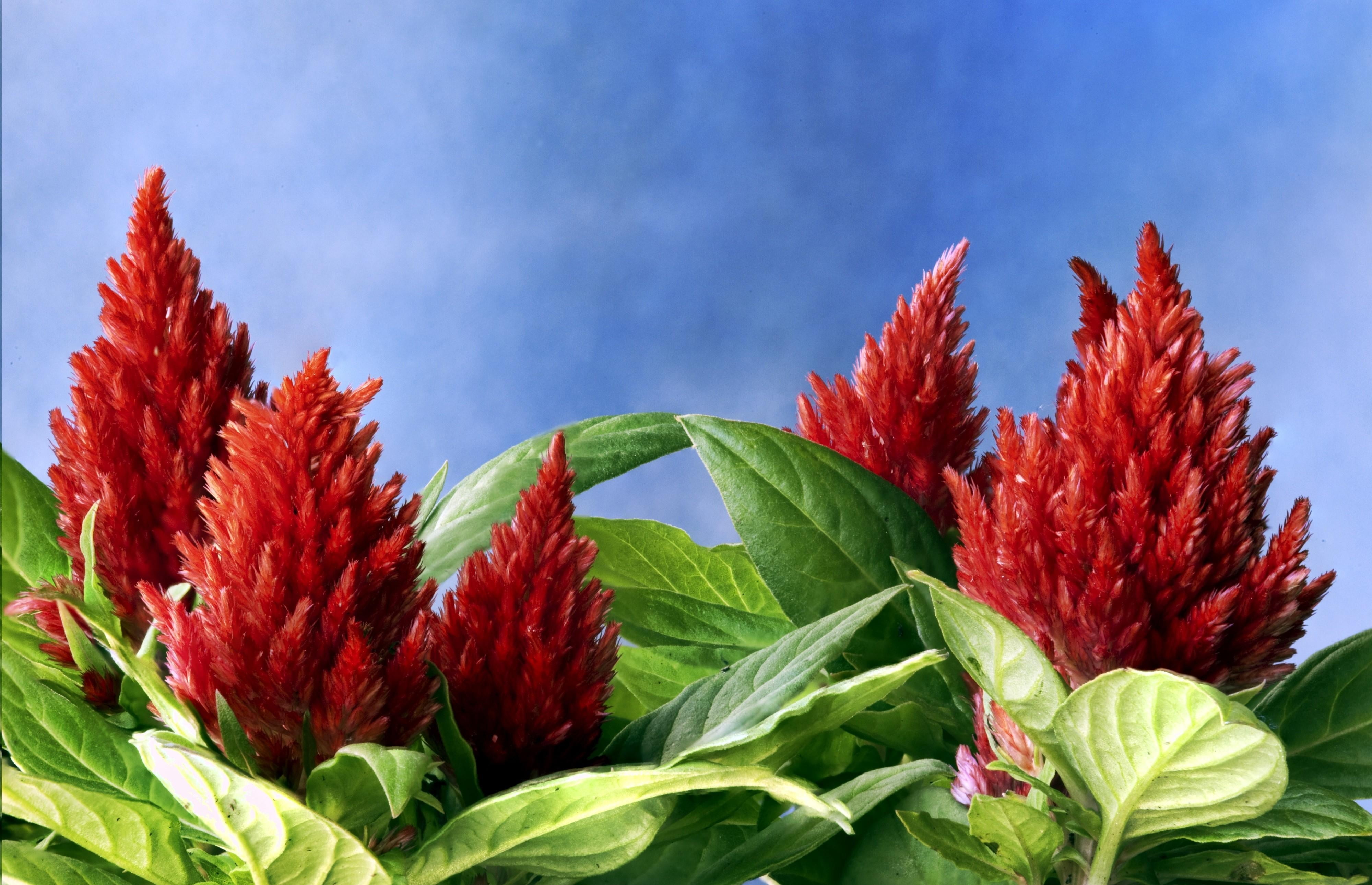 freshness, agriculture, amaranth, green Color, strawberry, growth, flowering plant, multi Colored, nature, flower head, ripe, day, no People, beauty in nature, HD Wallpaper