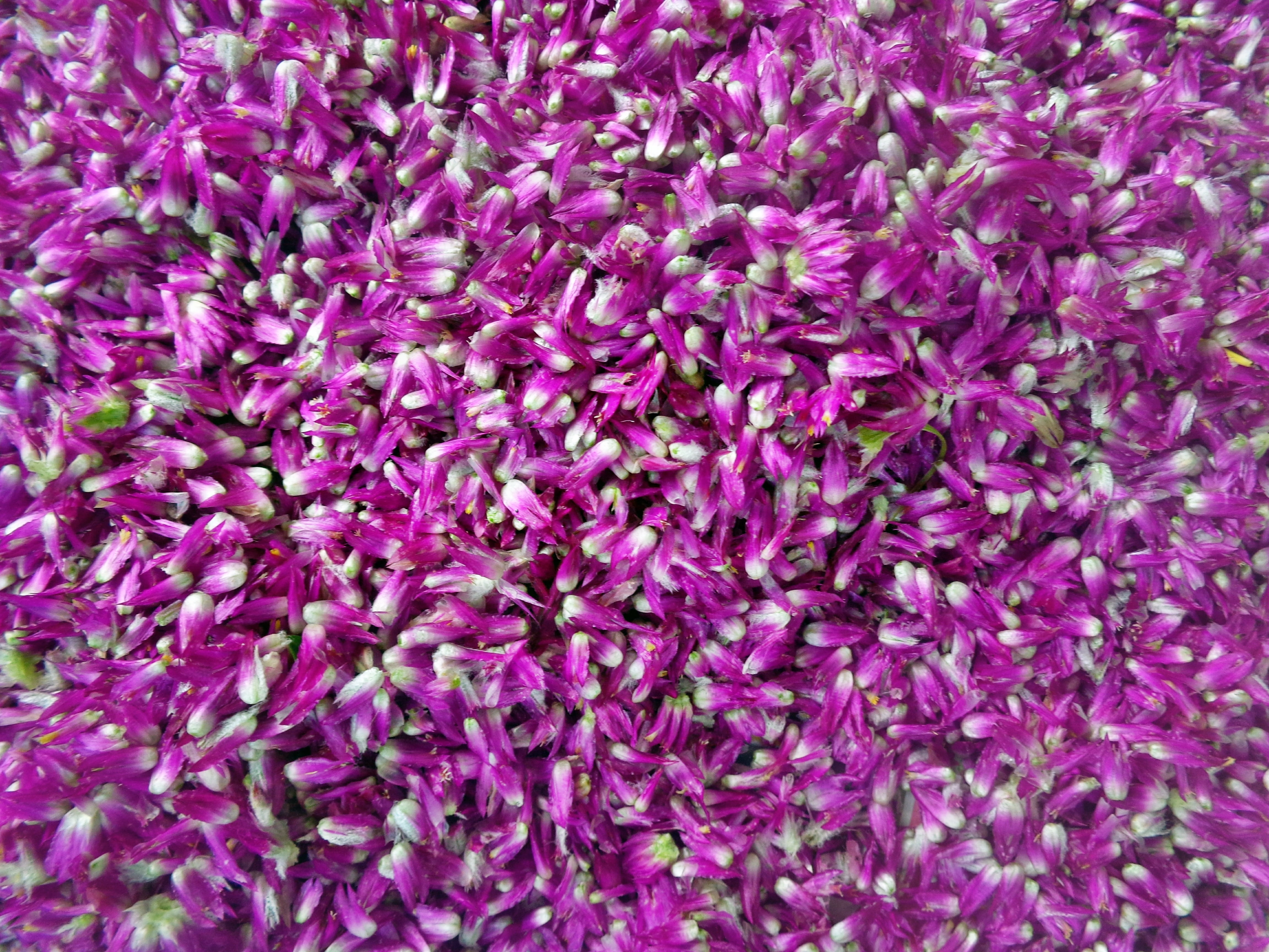 beautiful, flower, bunch, amaranth, vibrant, group, fresh, globosa, color, lilac, vulnerability, plant, softness, purple, closeup, small, fragility, petal, HD Wallpaper