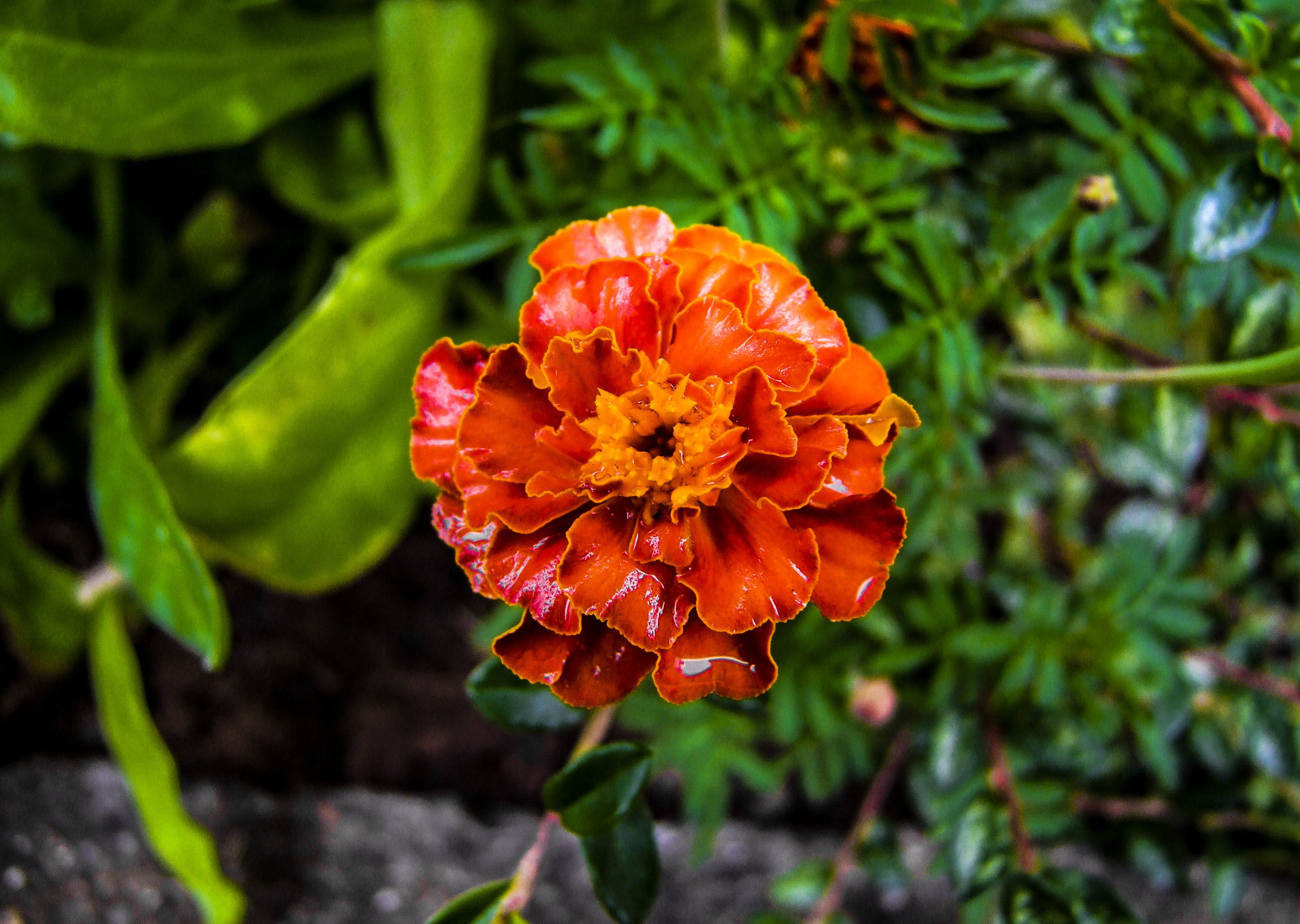 pollen, flowering plant, freshness, no people, inflorescence, plant, focus on foreground, orange color, 2K, springtime, amaranth, directly above, orange, HD Wallpaper