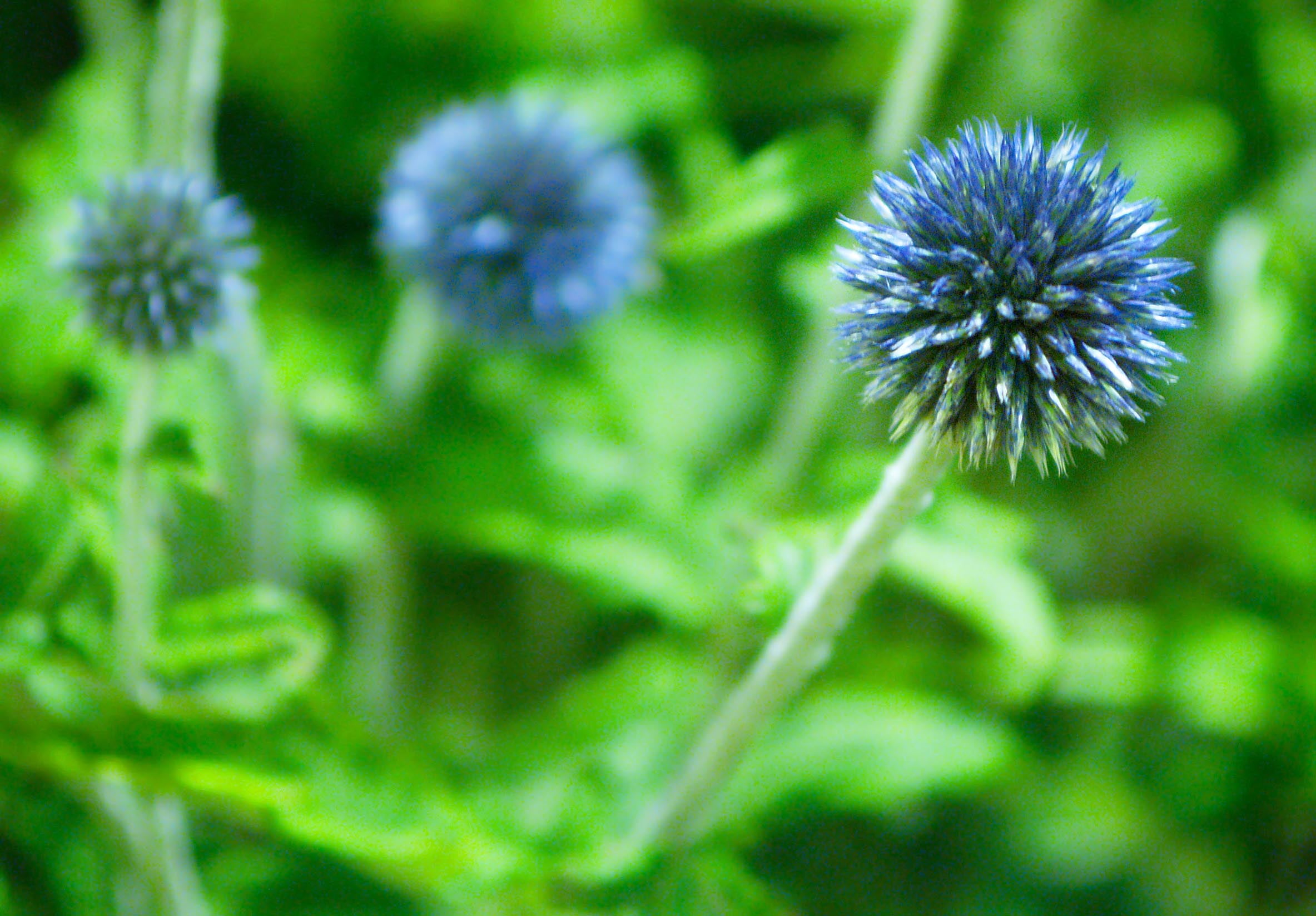 photo, green Color, Look Down, Hong Kong, 1080P, blue, amaranth, selective focus, beauty, Globe Amaranth, flora, close-up, flower, summer, kong, focus, HD Wallpaper