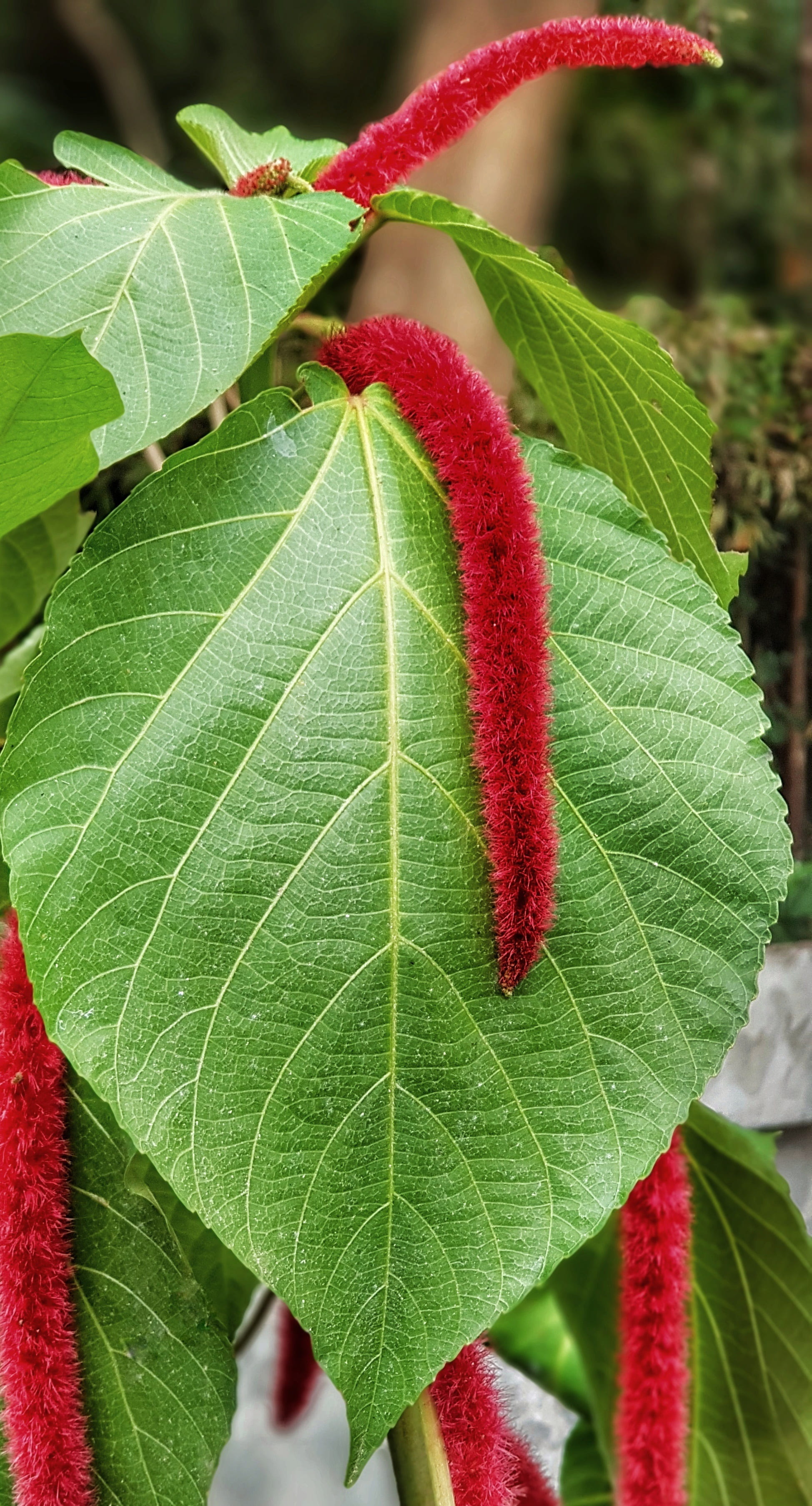 plant, leaves, focus on foreground, freshness, leaf, leaf vein, hanging, summer, amaranth, day, color, fragility, vibrant, green color, beauty in nature, Phone HD Wallpaper