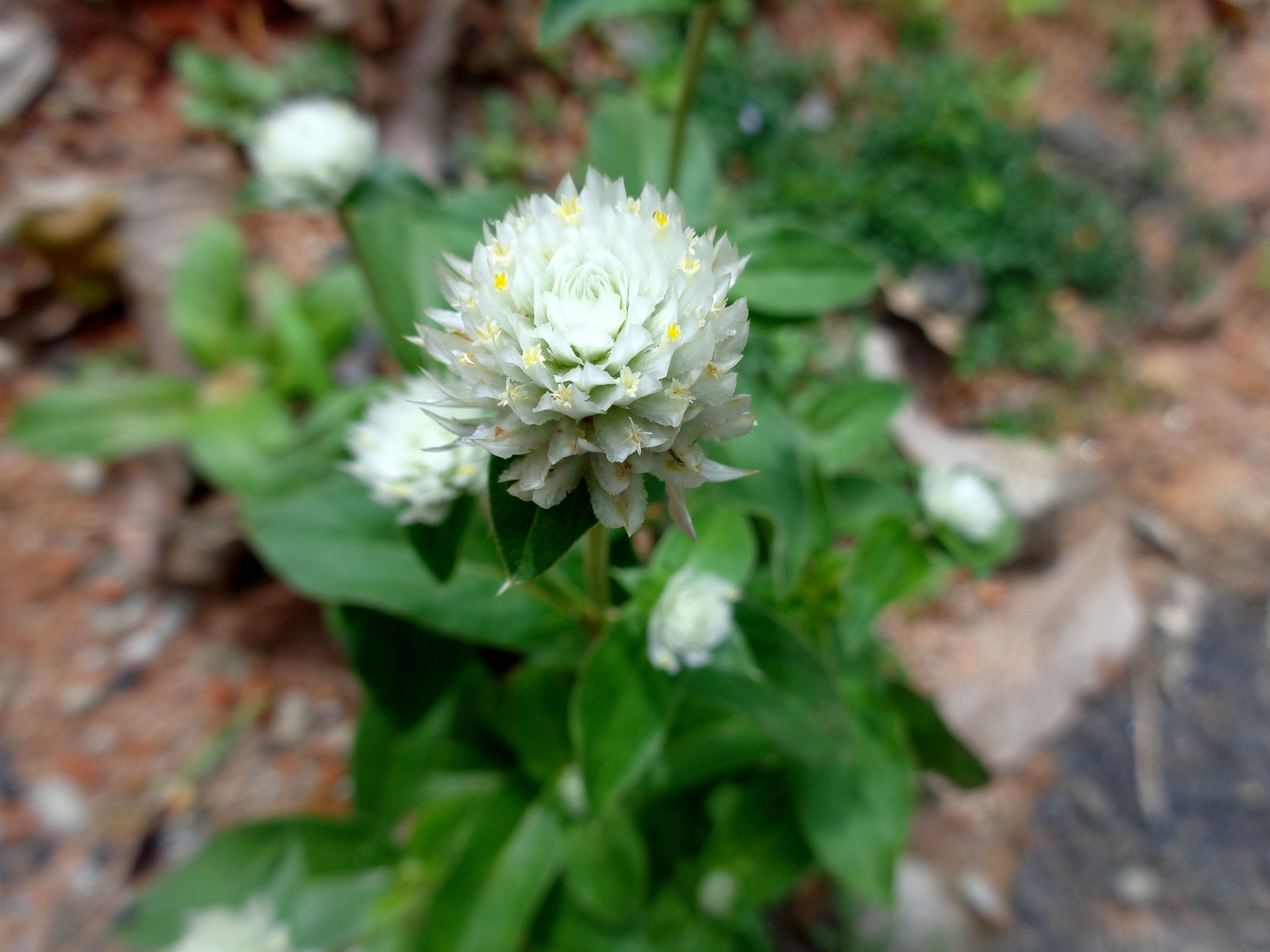 flower, botany, gomphrena, growth, wildflower, no people, outdoors, fragility, nature, flowering plant, focus on foreground, spring, fresh, green, freshness, HD Wallpaper