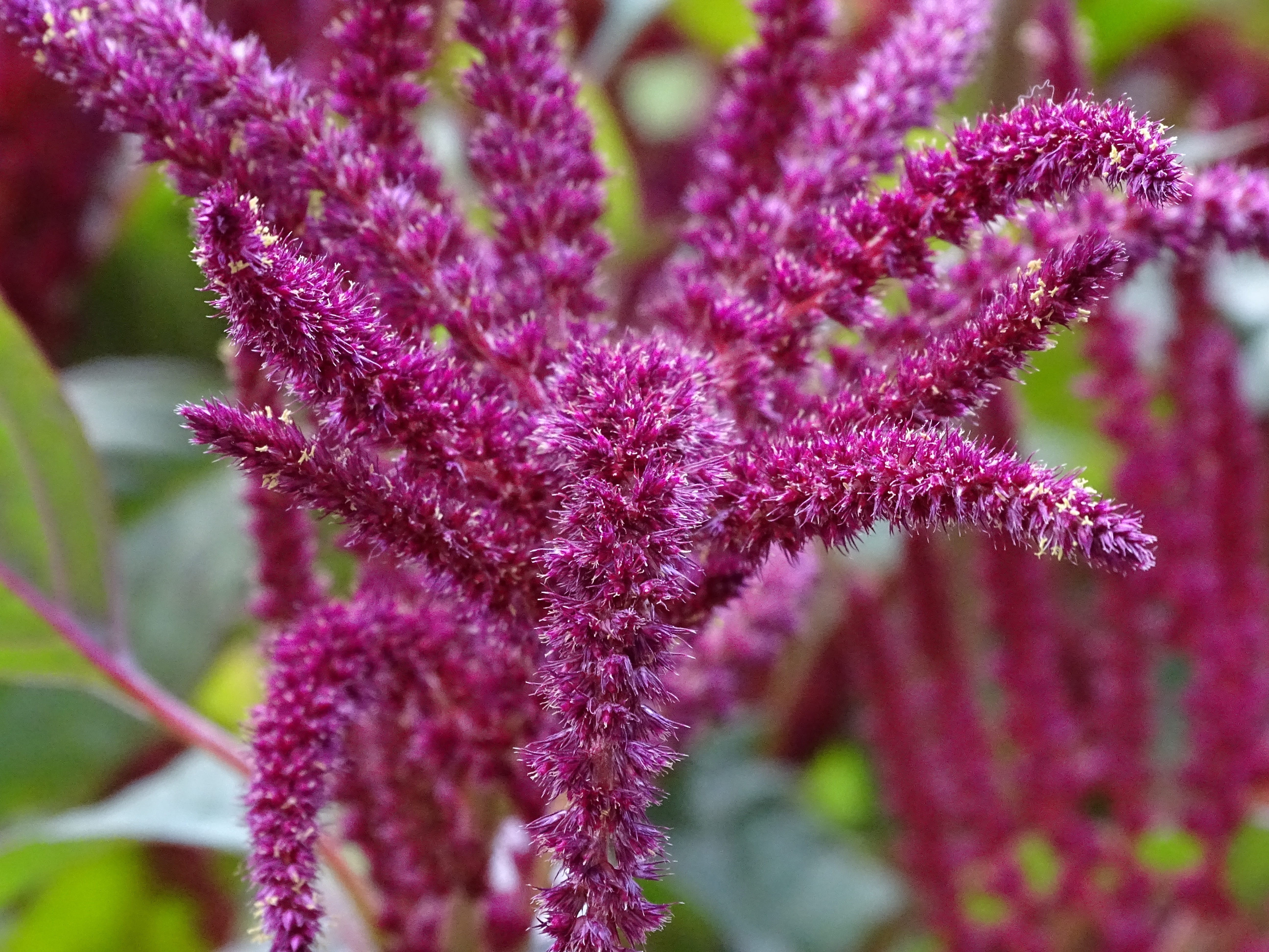 beauty in nature, focus on foreground, krautig, freshness, hanging, springtime, inflorescence, seeds, petal, growth, 5K, purple, red, close-up, pink color, HD Wallpaper