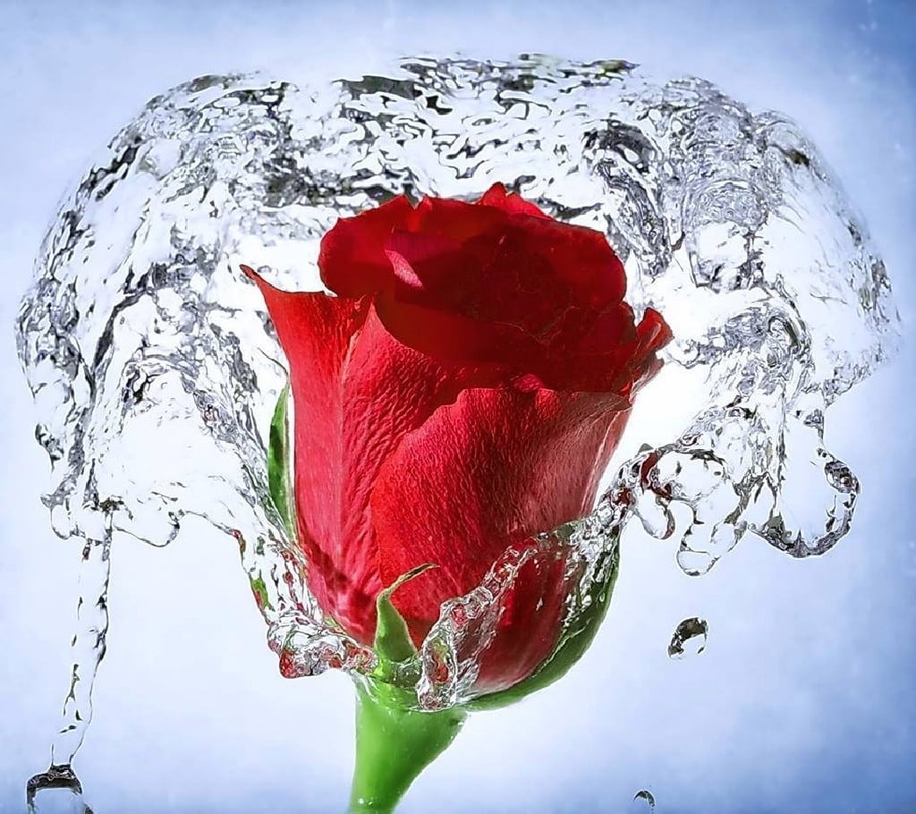 480P, no people, purity, red flowers, flower, motion, close-up, refreshment, rose - flower, splashing, water, flower head, petal, outdoors, red, rose, HD Wallpaper