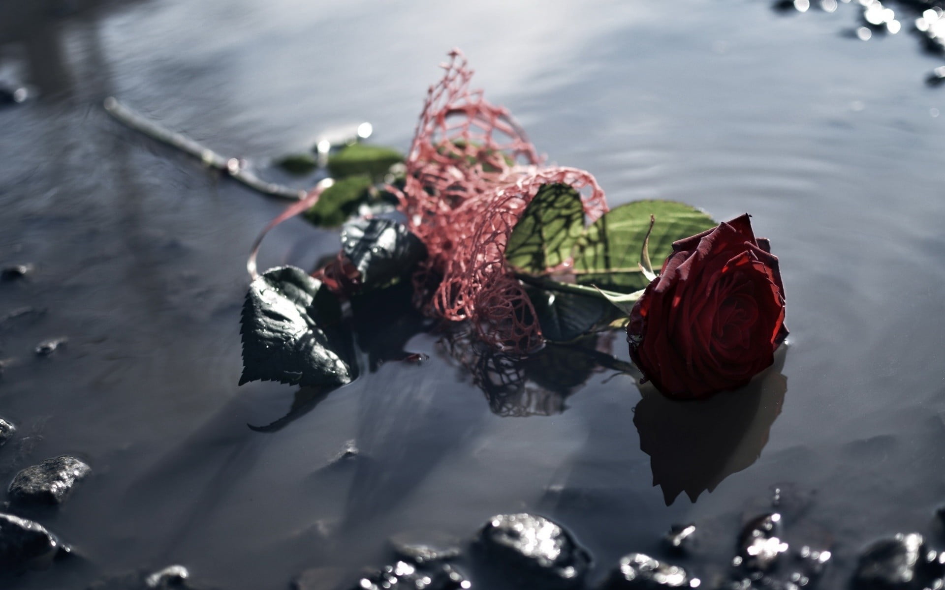 flowers, rose, red, high angle view, outdoors, beauty in nature, plant, motion, lake, reflection, nature, no people, water, day, selective focus, 1080P, HD Wallpaper