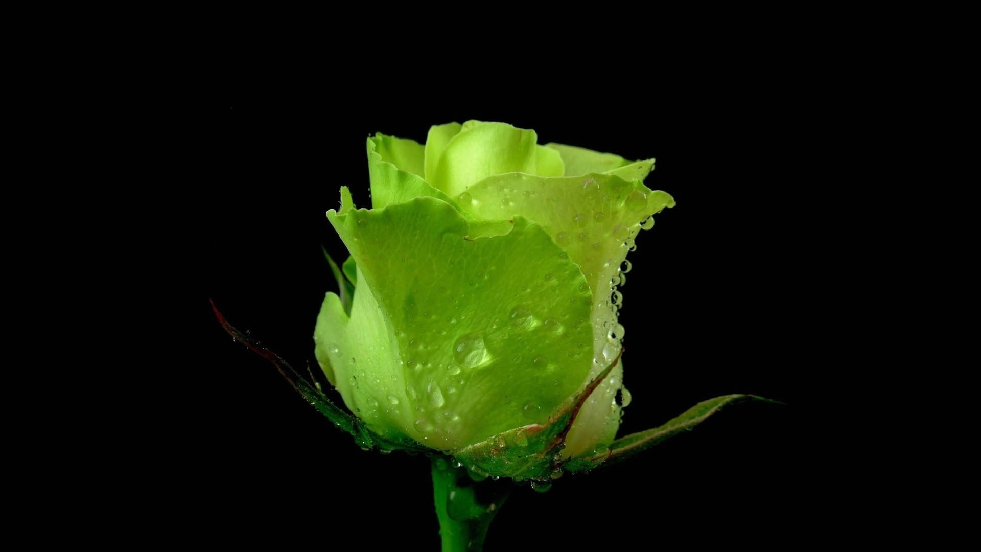 black background, dew, indoors, copy space, flower, freshness, plant part, beauty in nature, water drops, studio shot, wet, growth, nature, green color, HD Wallpaper