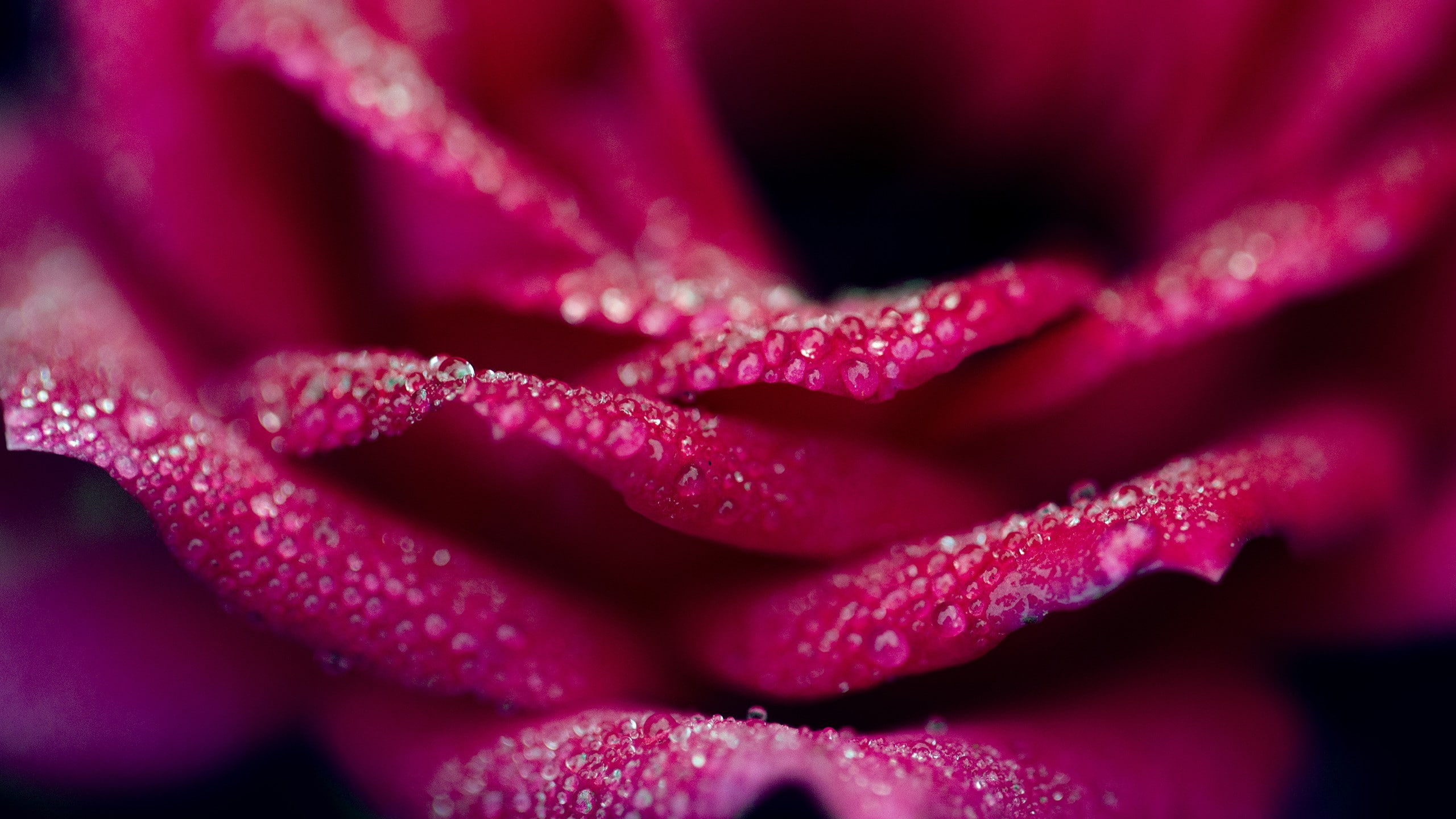 flowers, 2K, rose, macro, water drops, HD Wallpaper