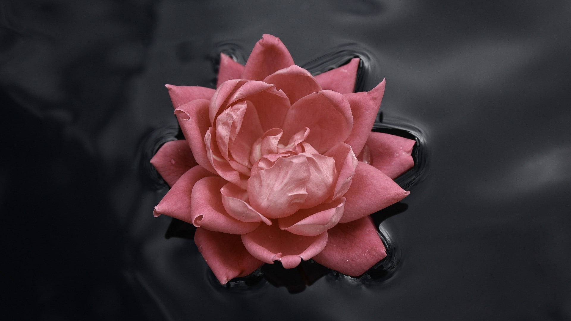 flowers, pink flowers, roses, 1080P, in water, HD Wallpaper