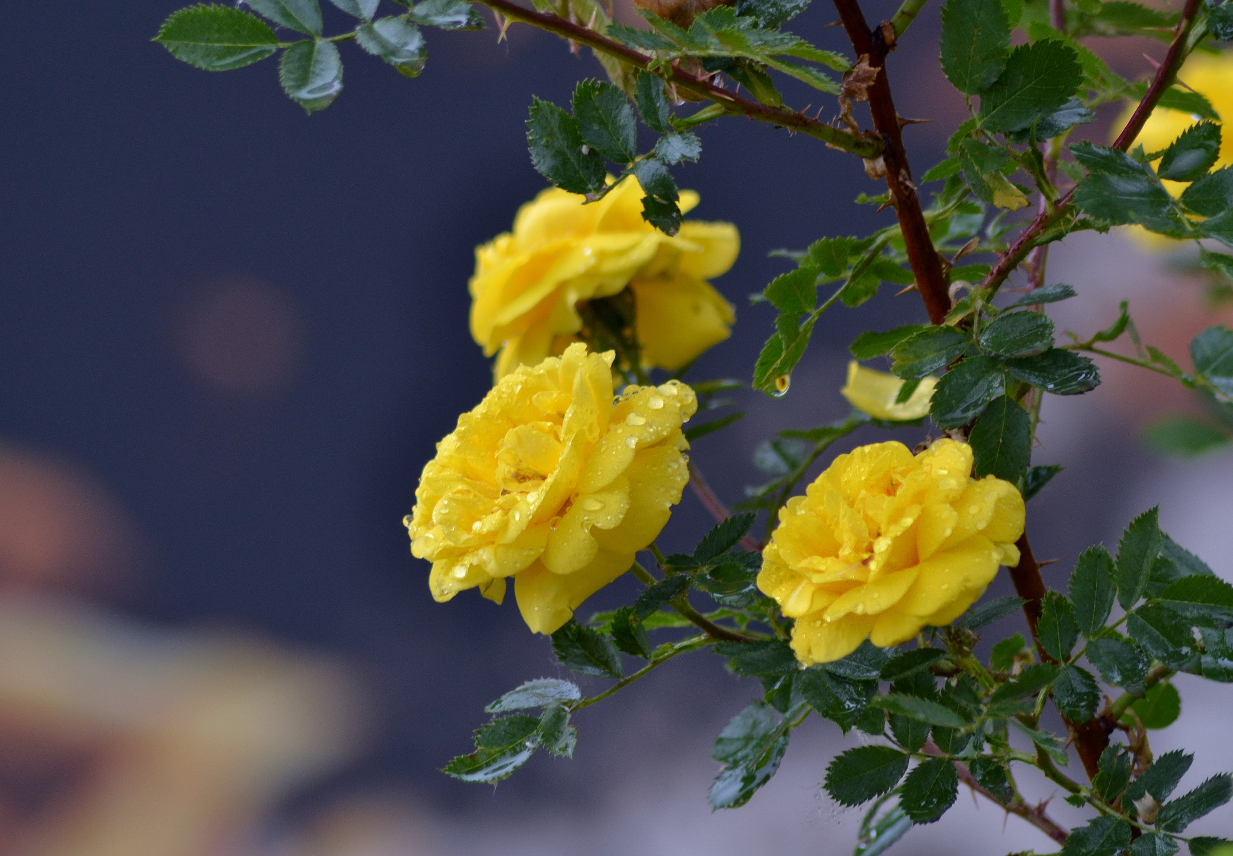spring, roses, beauty, rain, drops, nature, 4K, nadya-kornilova80, HD Wallpaper