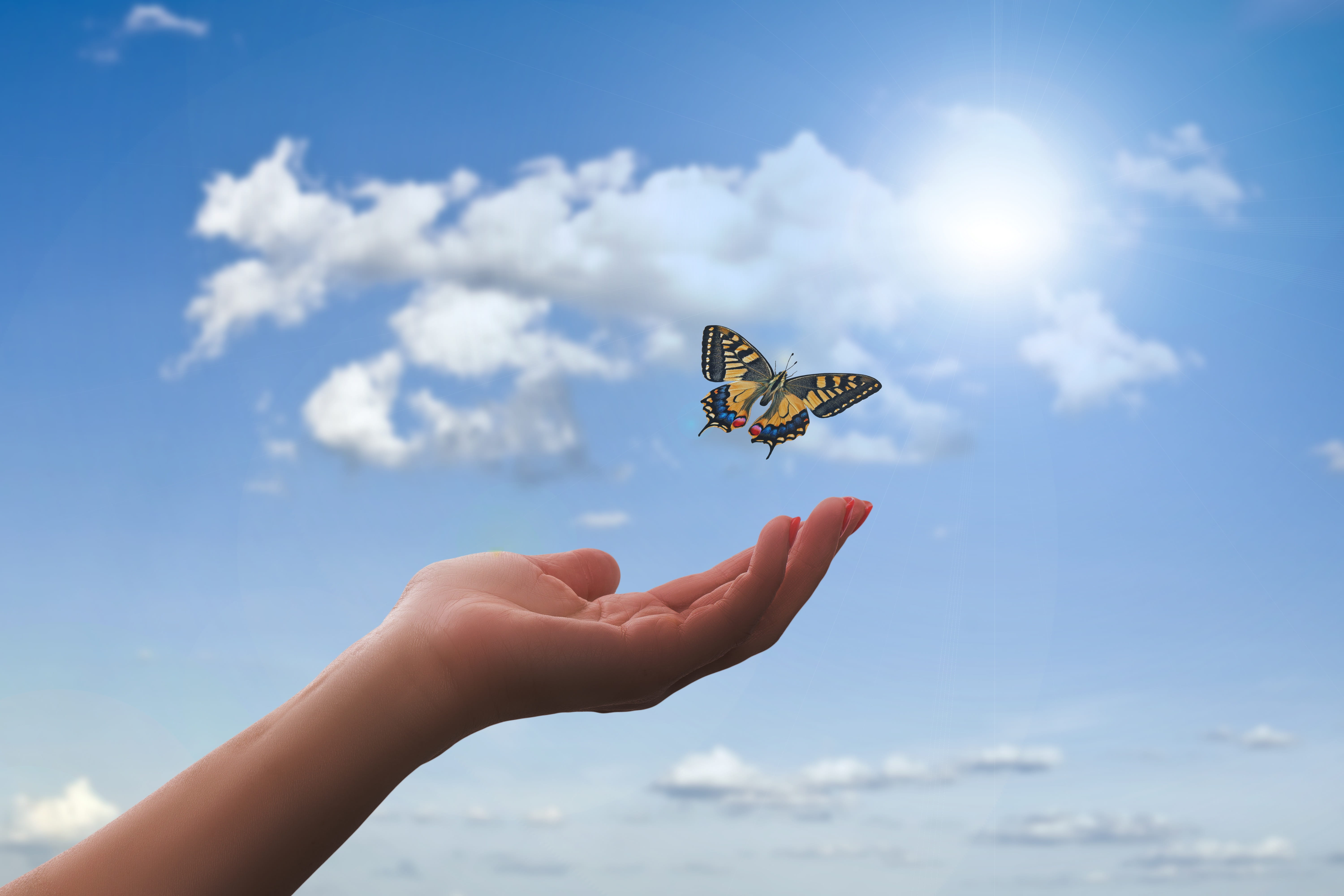 outdoors, insect, nature, animal wildlife, flying, sun, dom, animal, body part, animal wing, real people, animal themes, meditation, animals in the wild, HD Wallpaper