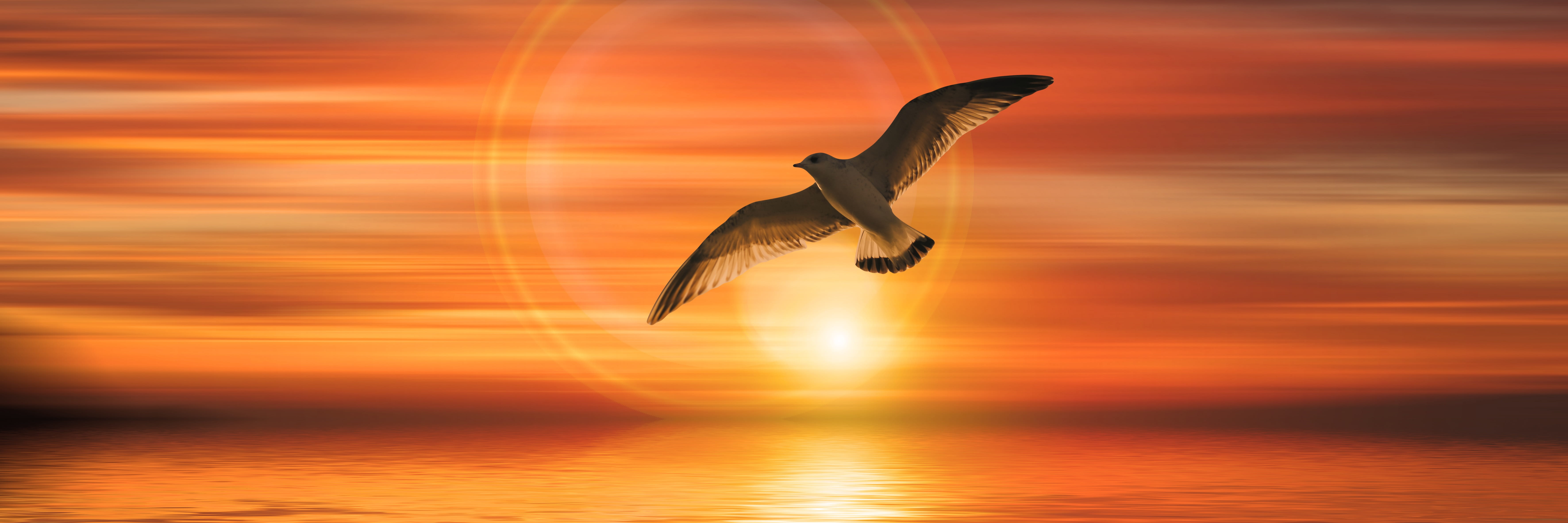 falcon, nature, horizon over water, mid-air, banner, fly, sun, human arm, sea, gull, landscape, bird, clouds, abendstimmung, cloud - sky, orange color, HD Wallpaper