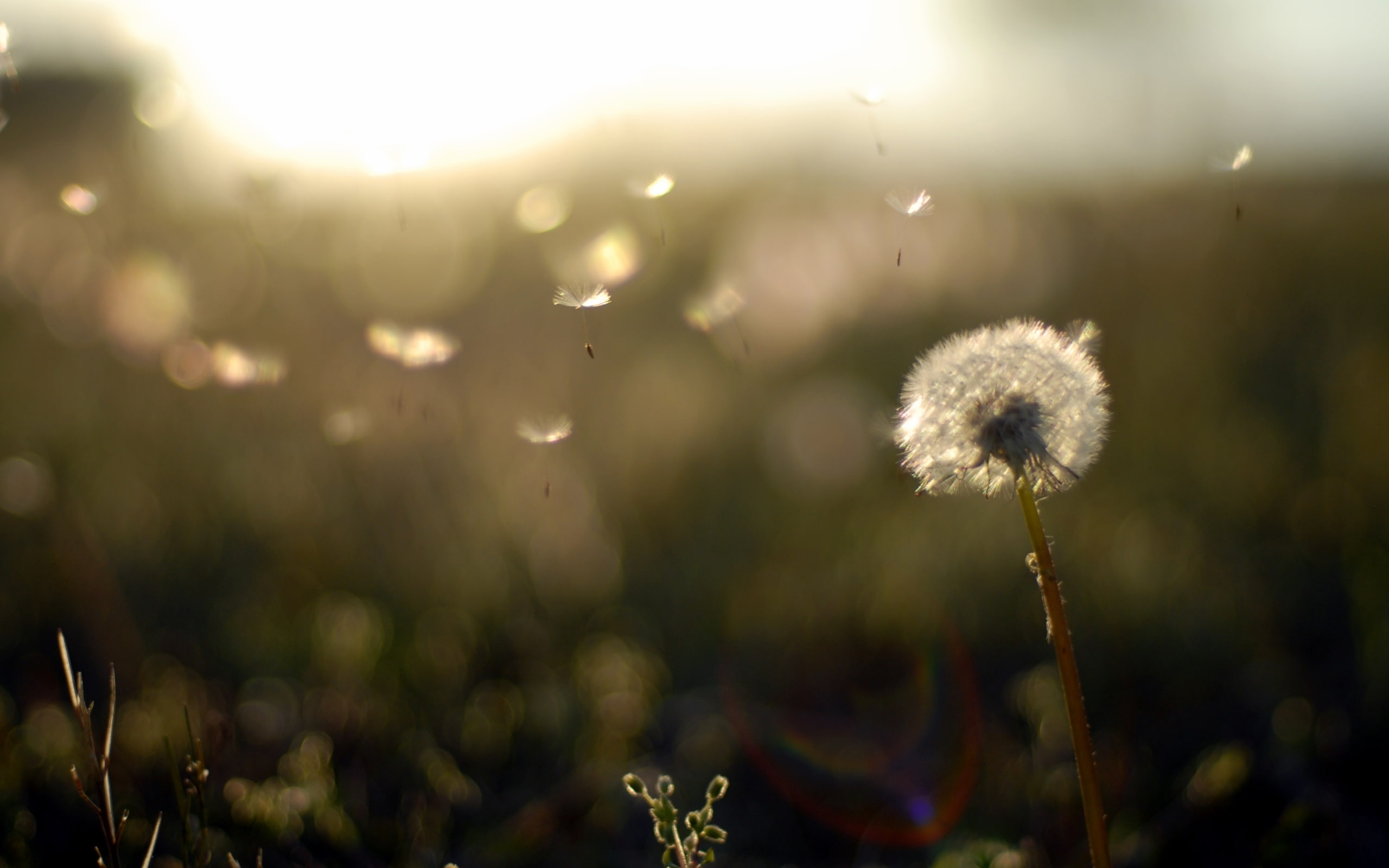 grass, seed, flower, bright, season, backgrounds, green Color, dew, flower Head, softness, beauty In Nature, macro, ease, morning, wildflower, HD Wallpaper