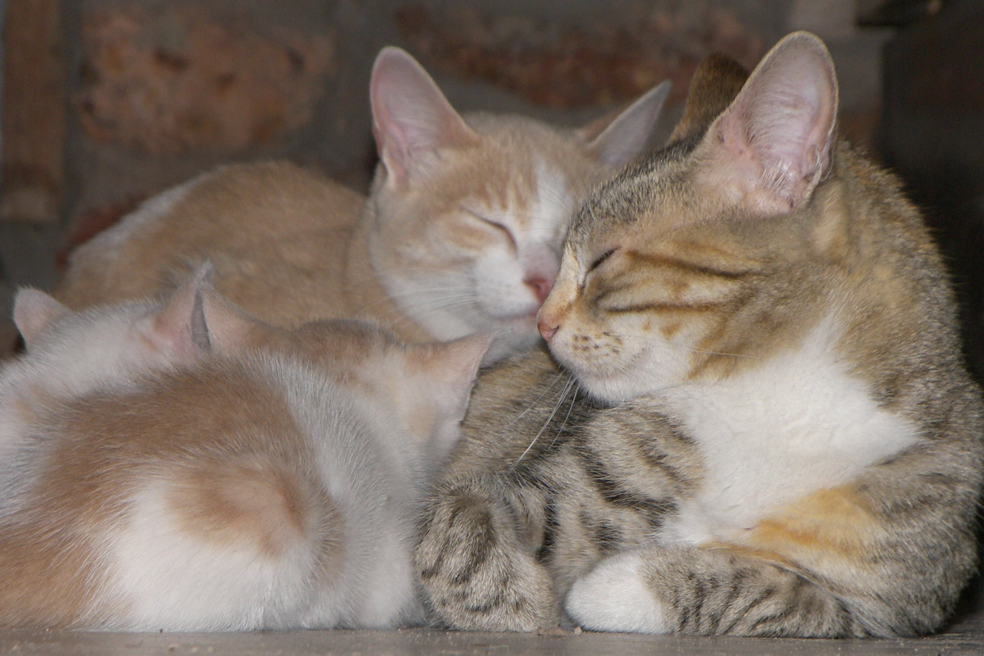 eyes closed, cats, no people, mammal, animal themes, together, togetherness, whisker, indoors, animal head, 2K, domestic, resting, domestic animals, animal, HD Wallpaper