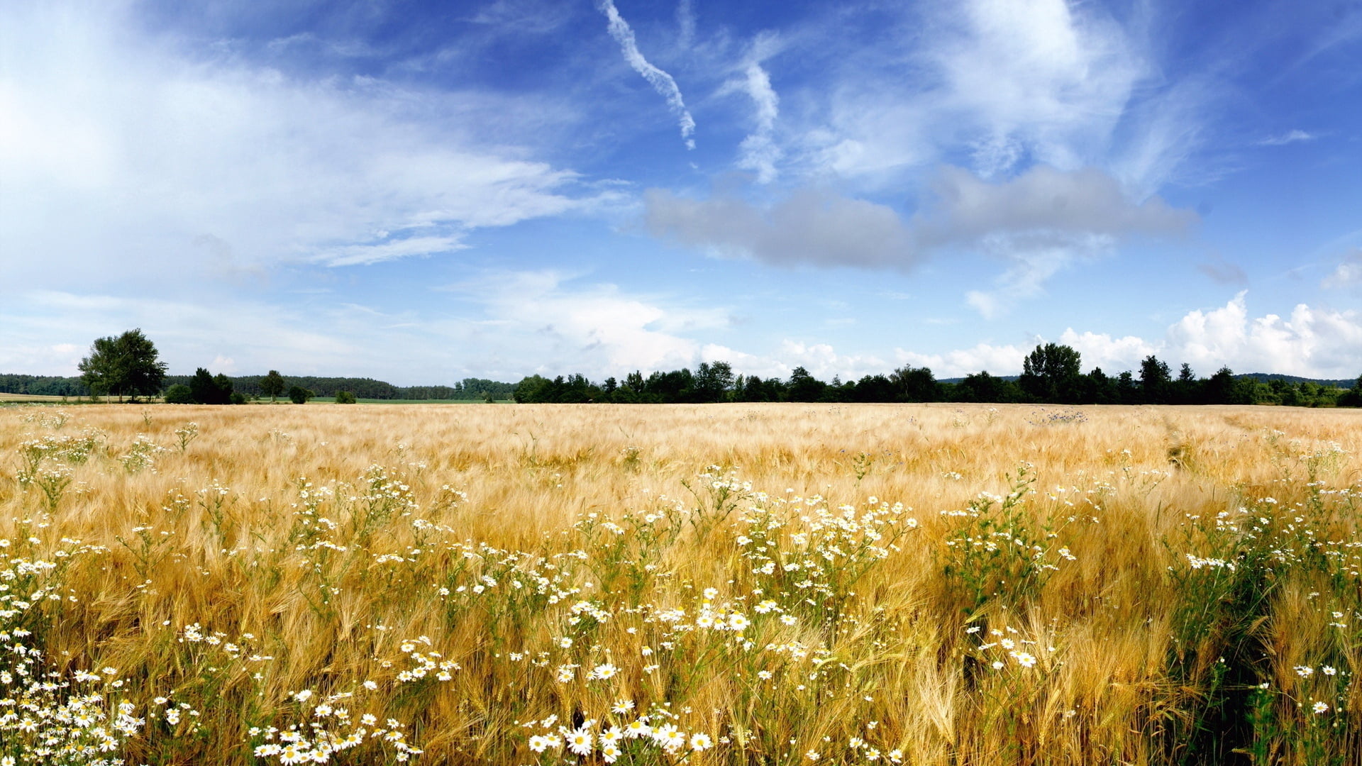yellow, sun, 1080P, tranquil scene, summer, cereal Plant, nature, green Color, no People, non-Urban Scene, field, farm, idyllic, camomiles, cloud - Sky, HD Wallpaper