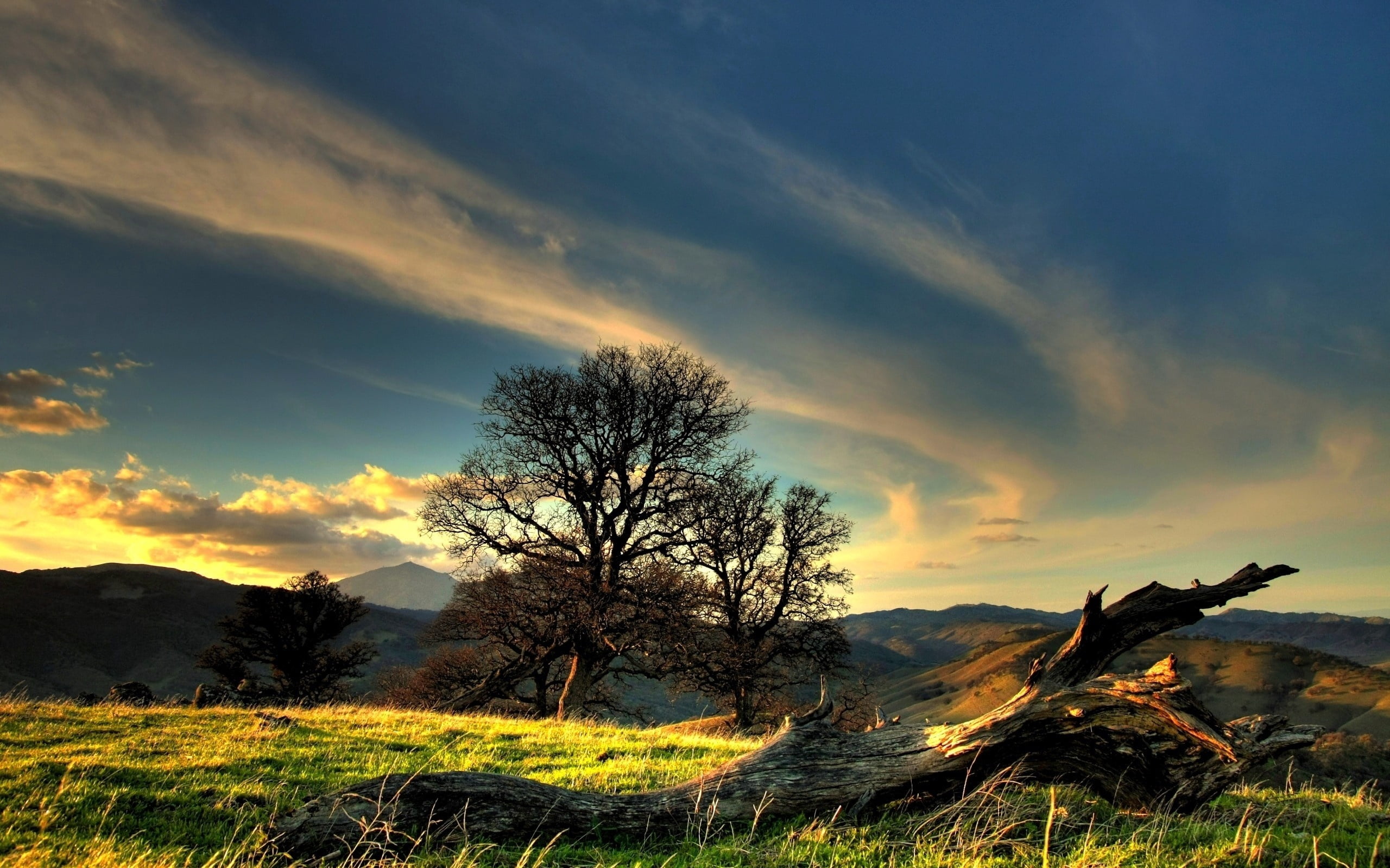 dead plant, backgrounds, dawn, sun, sunset, meadow, sunlight, dusk, rural Scene, morning, sky, no People, outdoors, bare tree, summer, brown, tree, idyllic, HD Wallpaper