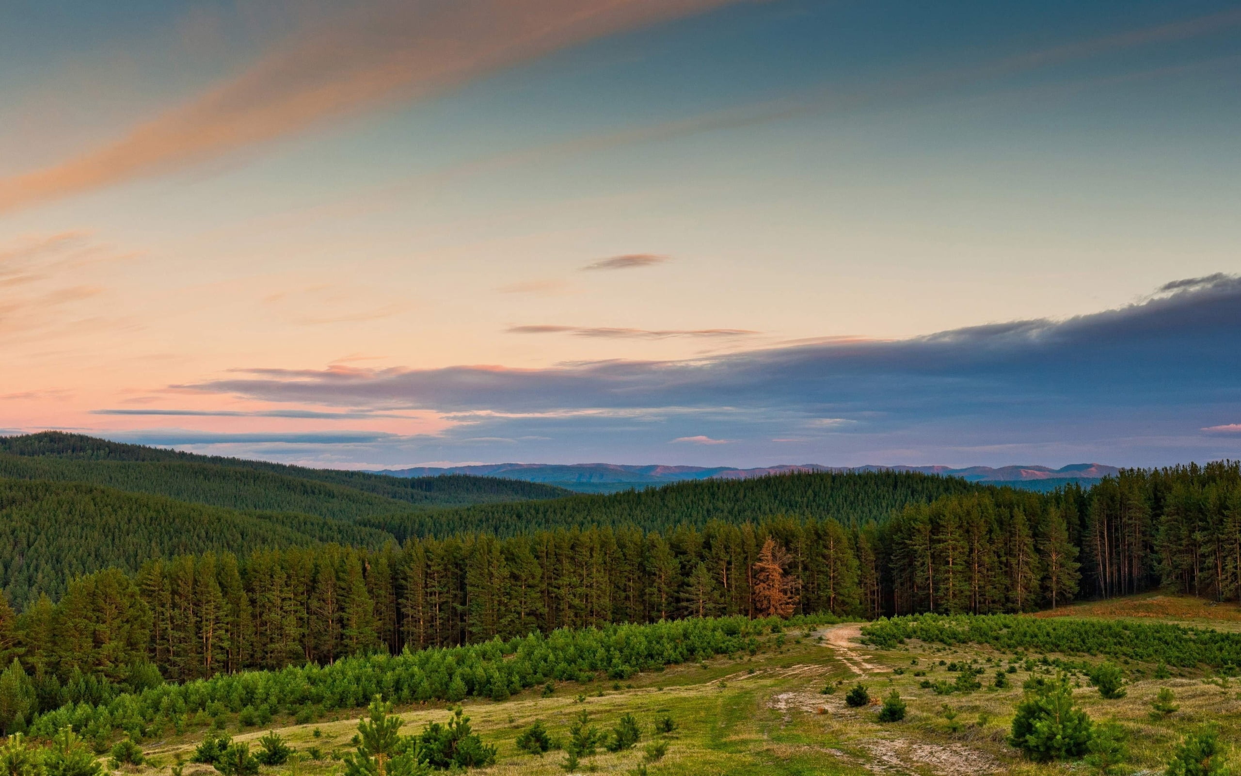 plantation, europe, non-Urban Scene, hill, canada, field, skies, grass, environment, color Image, no People, tranquil Scene, tranquility, season, forest, HD Wallpaper