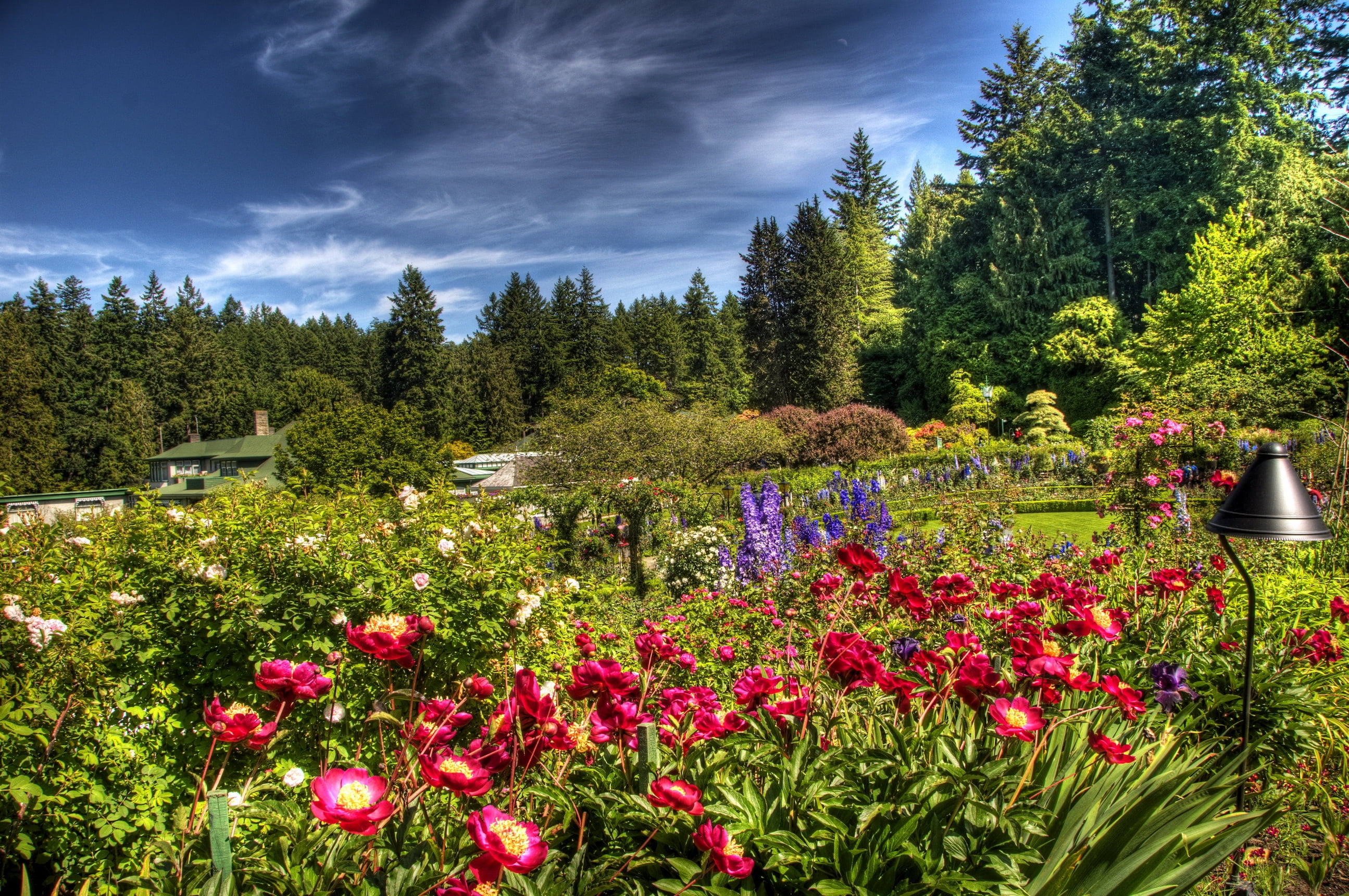 flower, flora, tranquility, land, mountain, lamp, day, brightly, flowers, garden, grass, meadow, park - Man Made Space, freshness, roses, forest, outdoors, HD Wallpaper