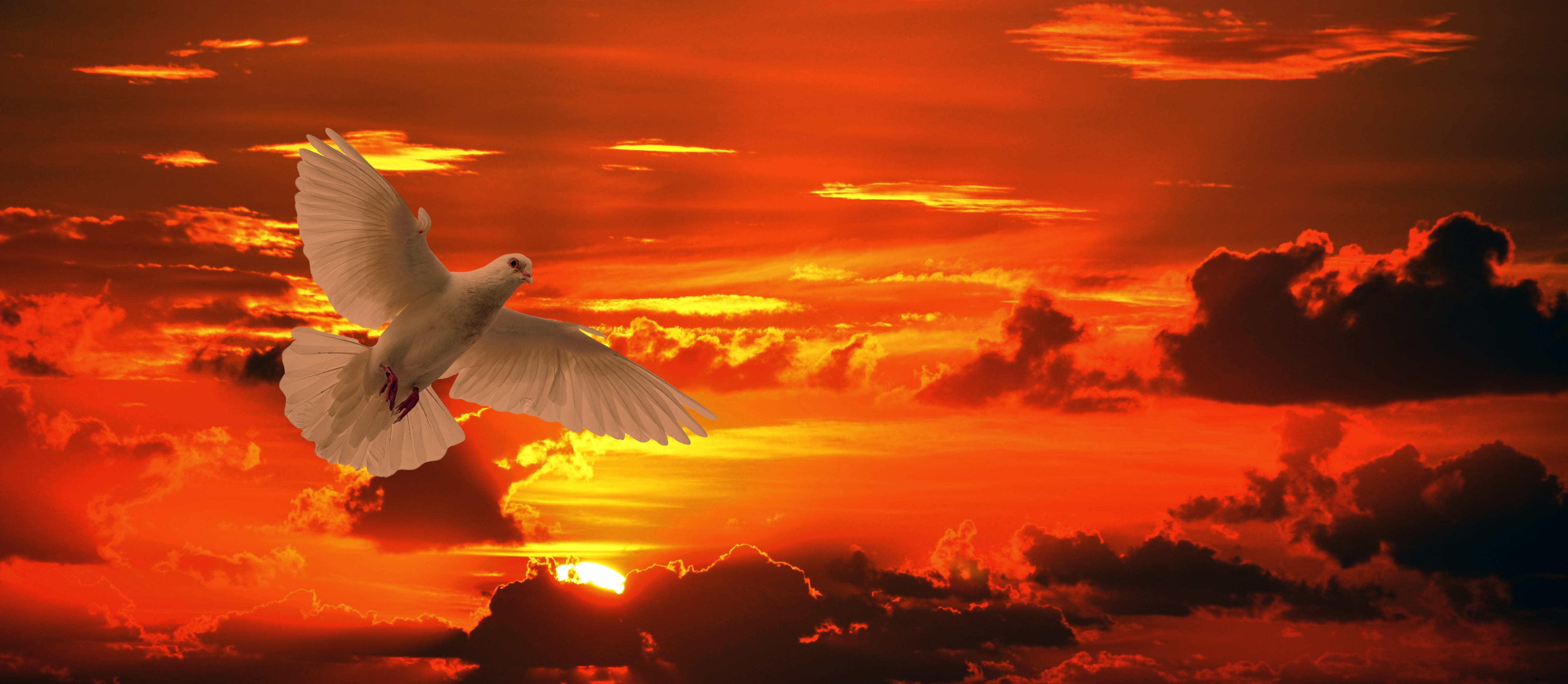 tranquil scene, sunset, animal wildlife, mid-air, animal themes, wind, vertebrate, one animal, dom, bird, dove, animal, cloud - sky, 4K, spread wings, HD Wallpaper