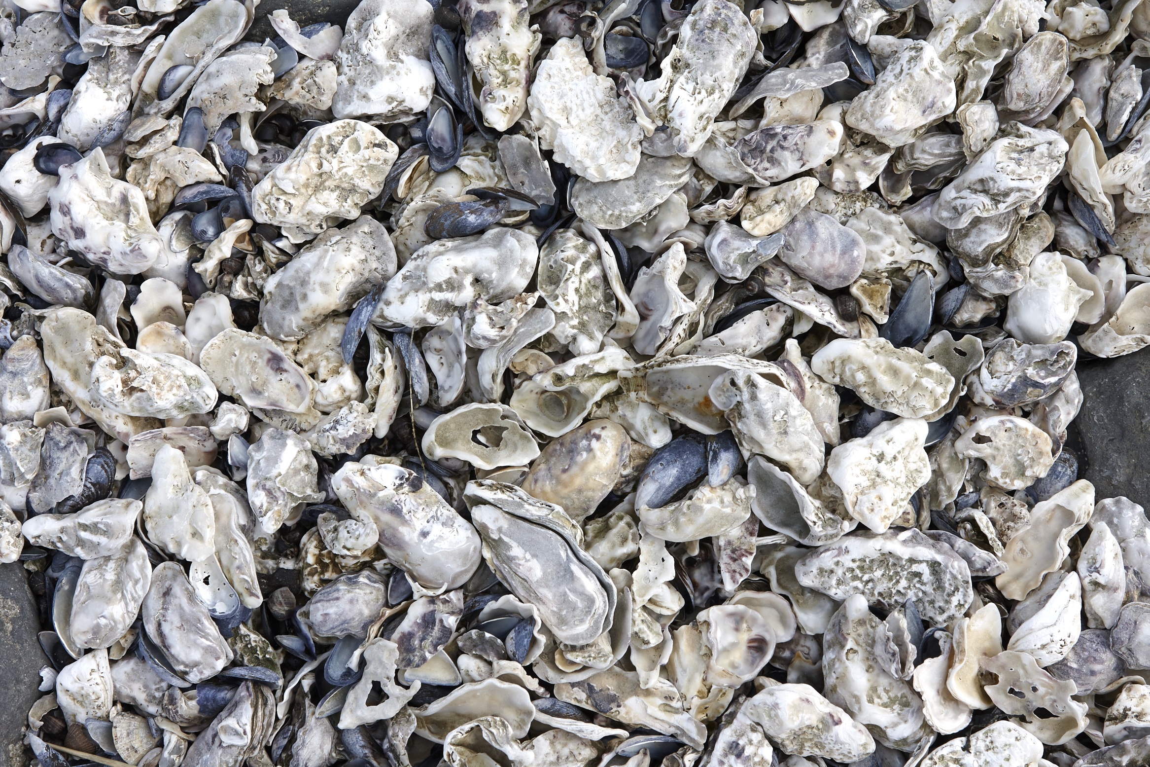no people, sea, animal wildlife, close, pebble, directly above, grey, mussels, blue violet, textured, rock - object, pattern, full frame, high angle view, HD Wallpaper