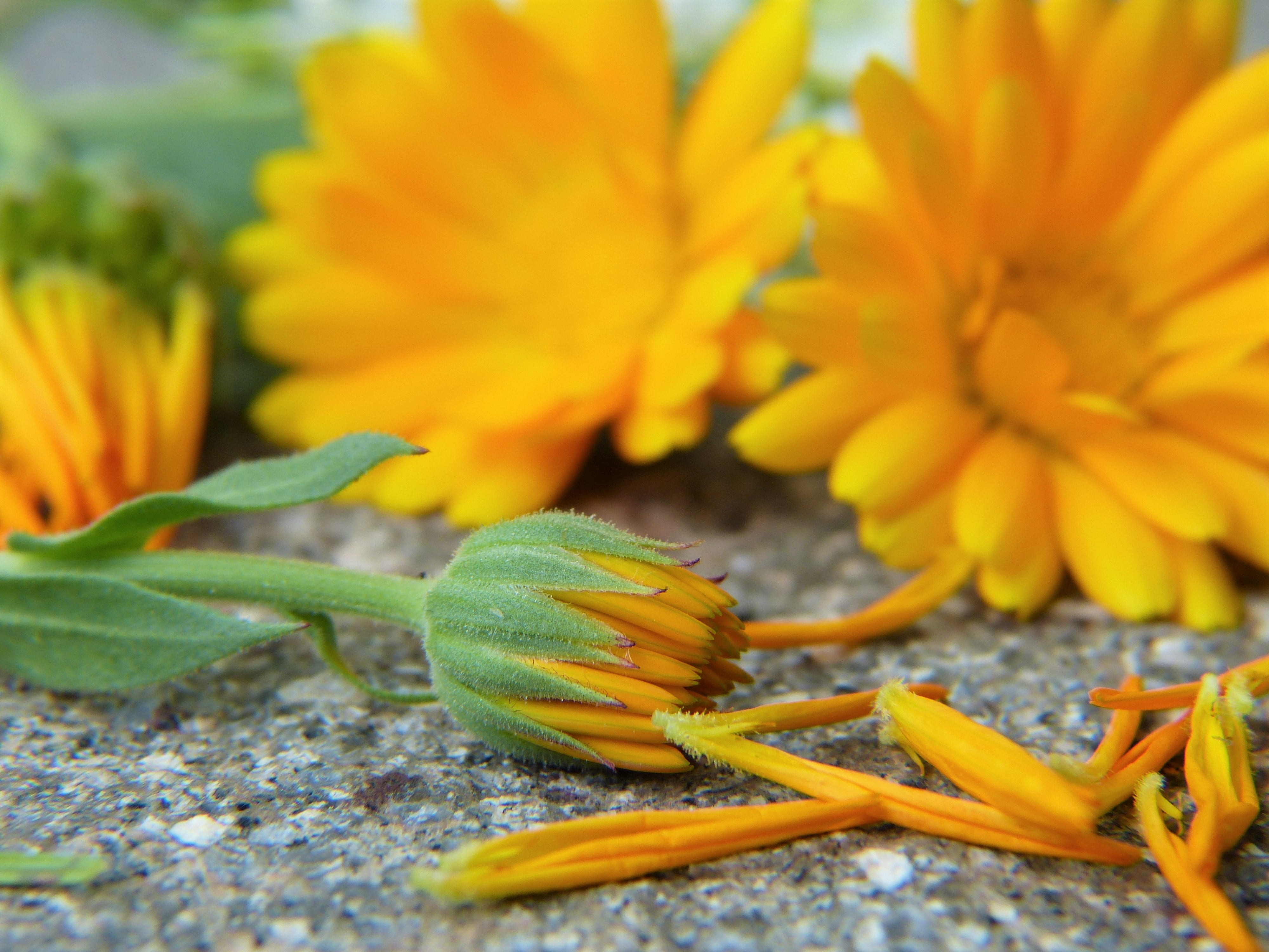 mother tincture, homeopathy, photography, freshness, yellow, healthy, bloom, nature, orange color, selective focus, herbal medicine, medicinal plant, flora, HD Wallpaper