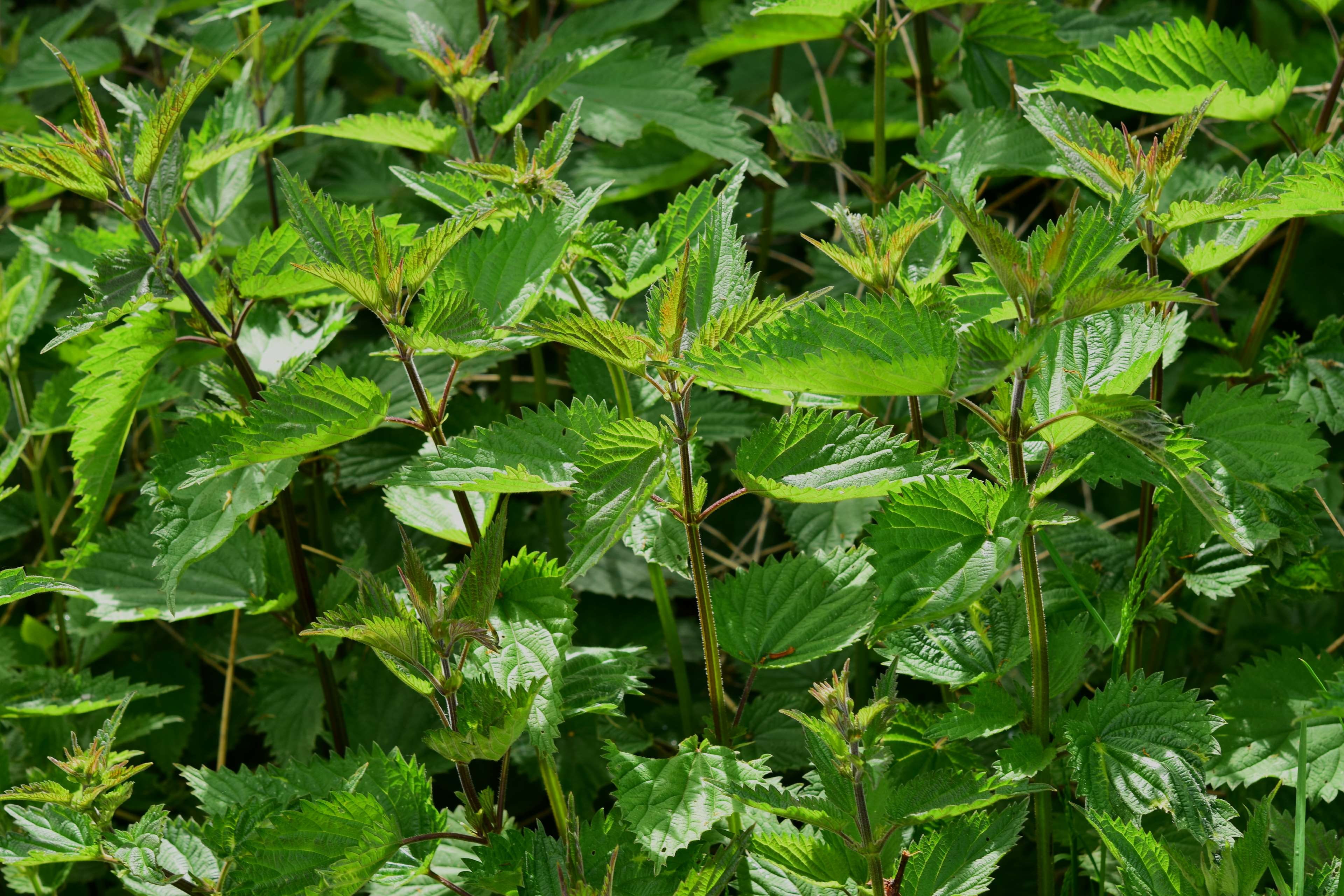 lush foliage, foliage, burning hair, day, plant part, naturopathy, green, medicinal plant, botany, stinging nettle, nettle leaf, plant, small nettle, nature, HD Wallpaper