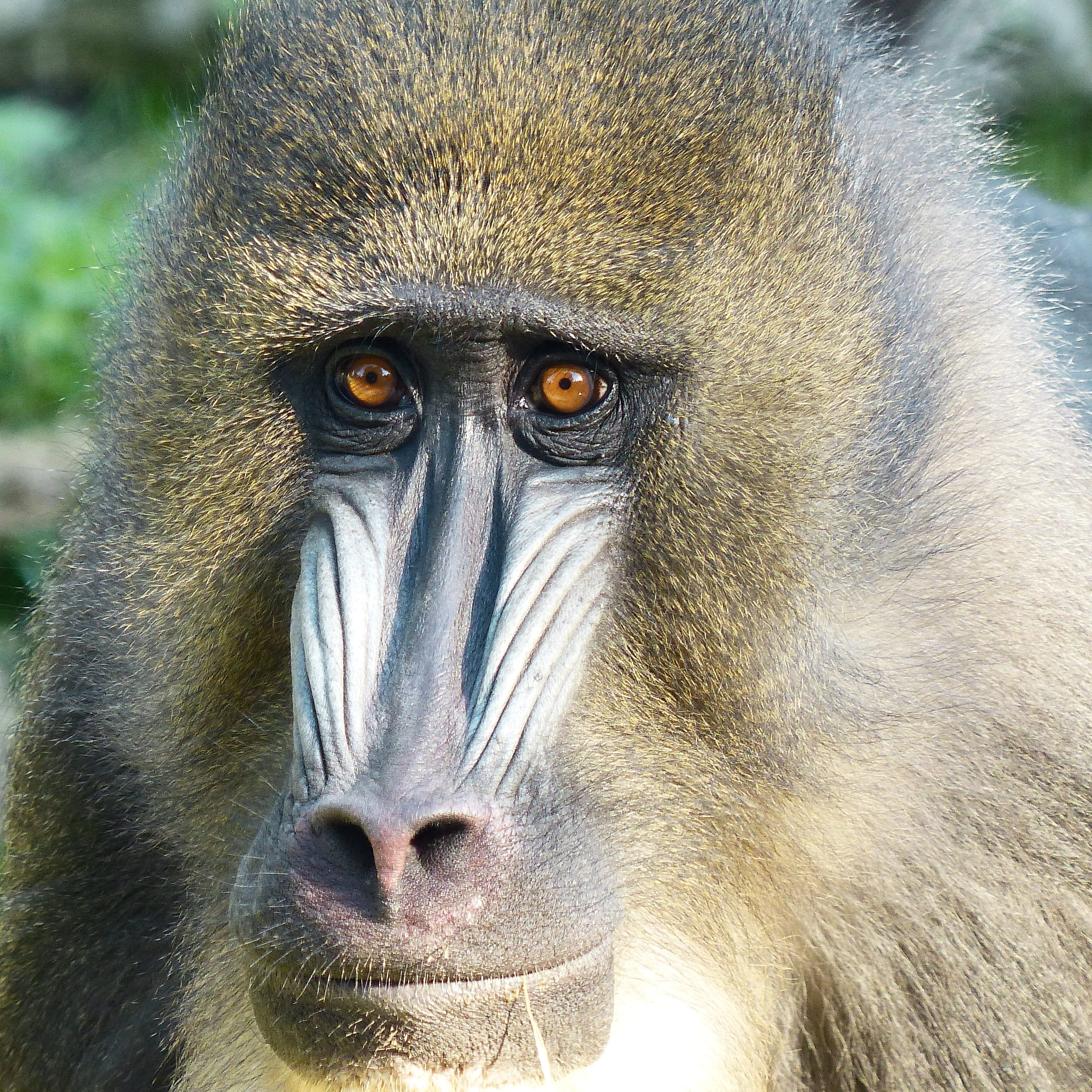 mandrill, animal eye, portrait, animal nose, animal wildlife, zoo augsburg, zoo, 1080P, rarely, animal body part, nature, primate, mammal, no people, animal portrait, Phone HD Wallpaper