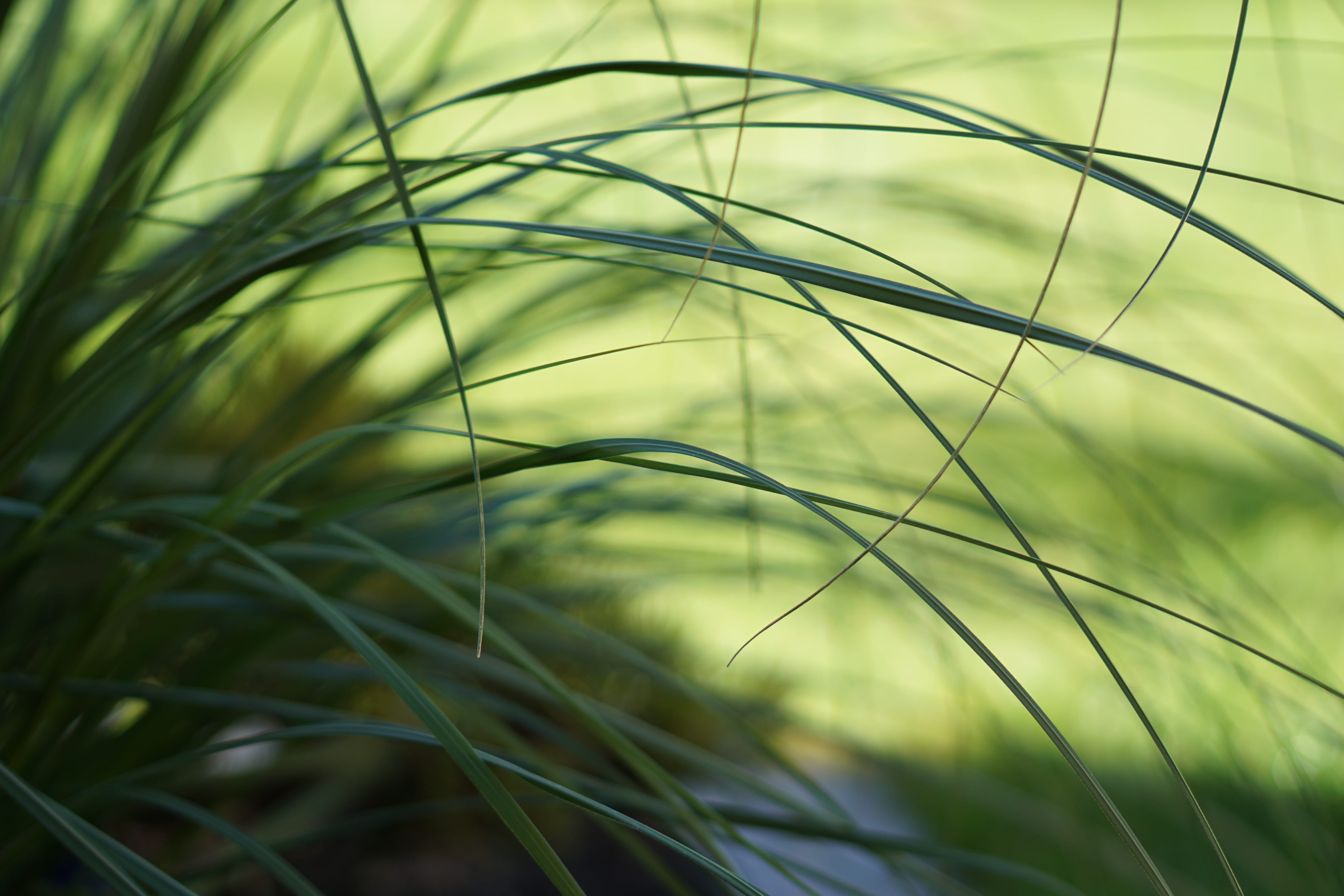 tranquility, gras, green color, day, outdoors, close-up, 5K, garten, focus on foreground, landscape, augsburg, agriculture, germany, rural scene, land, HD Wallpaper